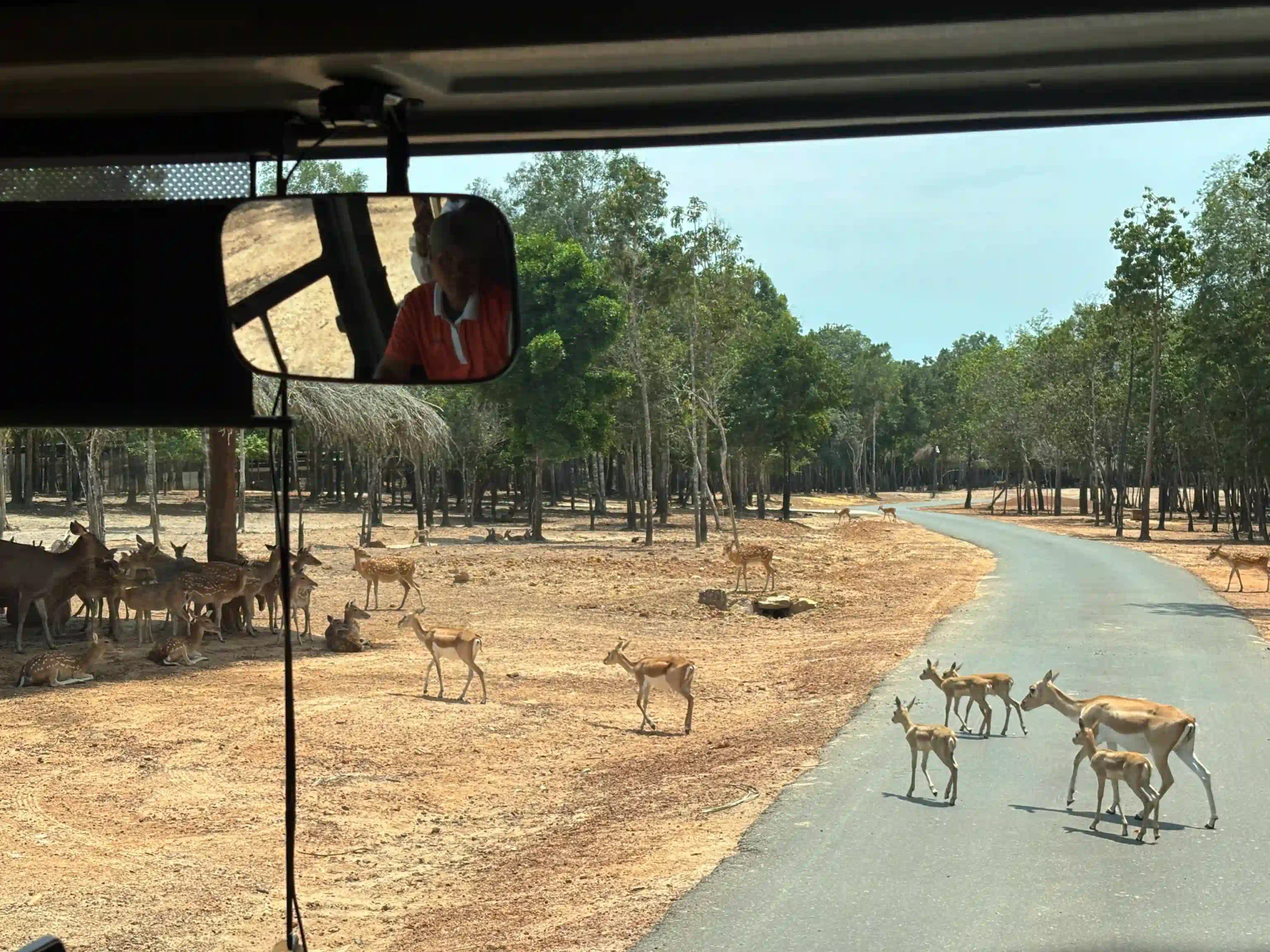 My complete Vinpearl Safari Phu Quoc reviews & cost guide 5 The Safari Bus phu quoc 3 scaled Vietadvisor