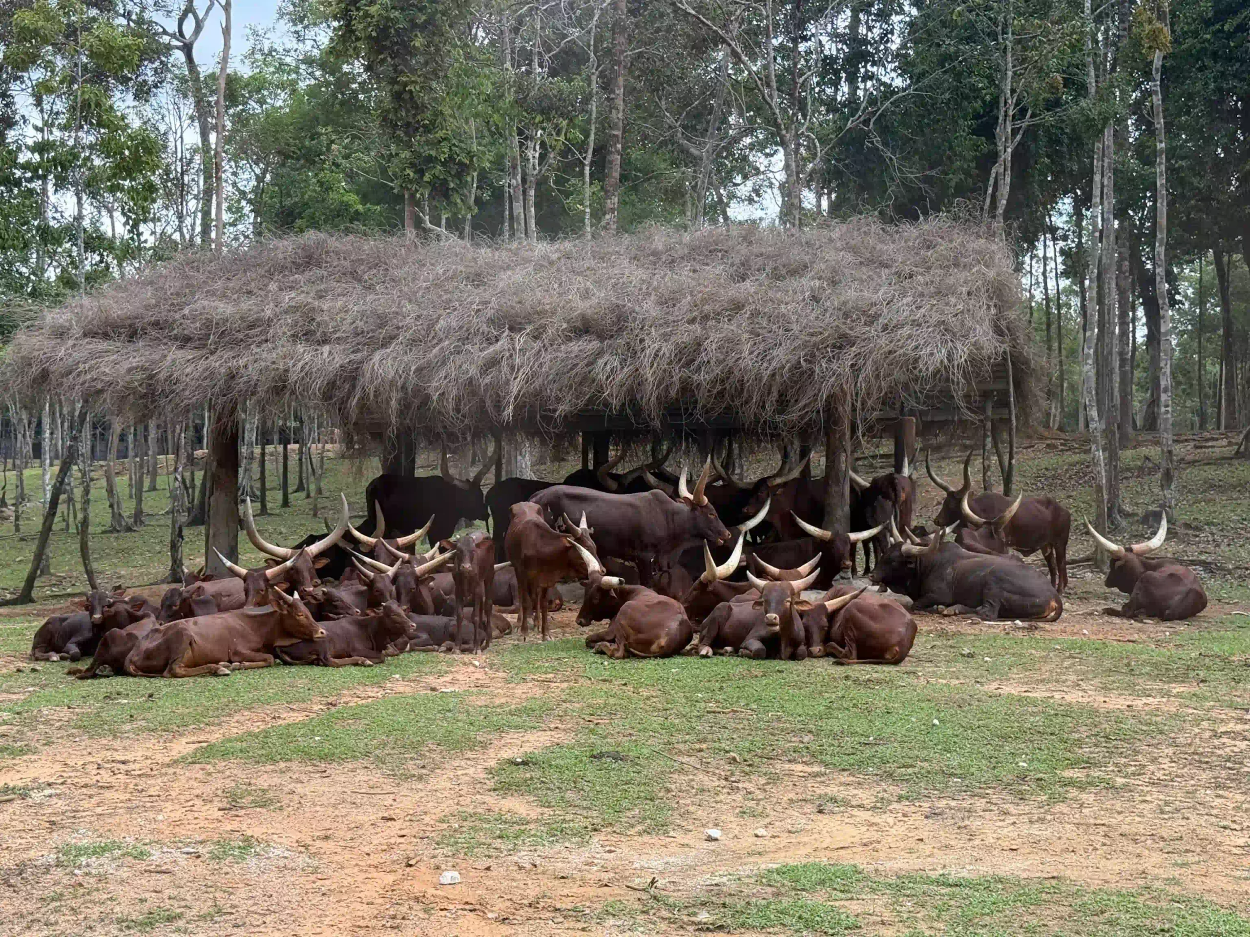 My complete Vinpearl Safari Phu Quoc reviews & cost guide 16 The Walking Zoo and What Youll Actually See vinpearl safari 10 scaled Vietadvisor