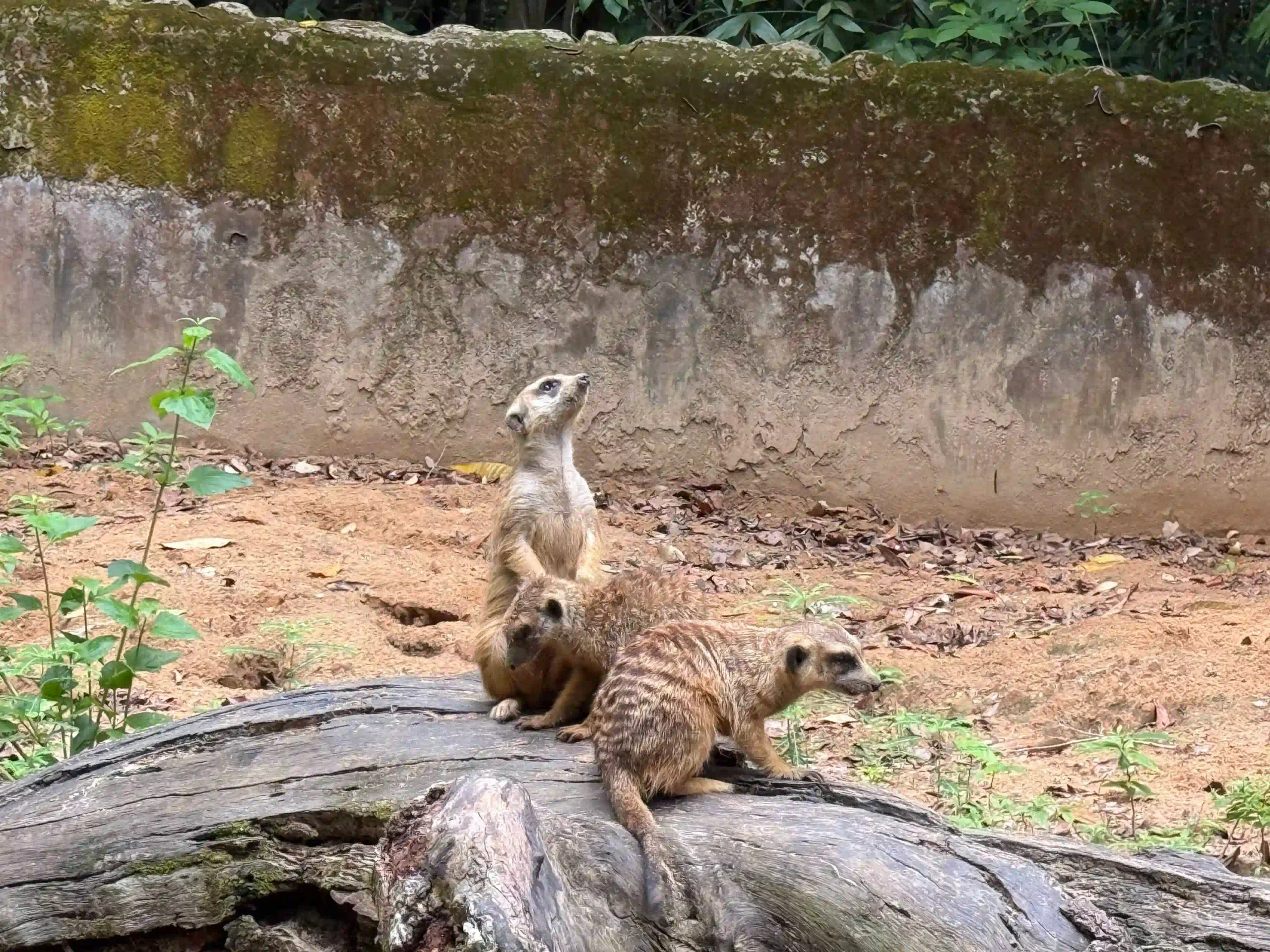My complete Vinpearl Safari Phu Quoc reviews & cost guide 15 The Walking Zoo and What Youll Actually See vinpearl safari 11 scaled Vietadvisor