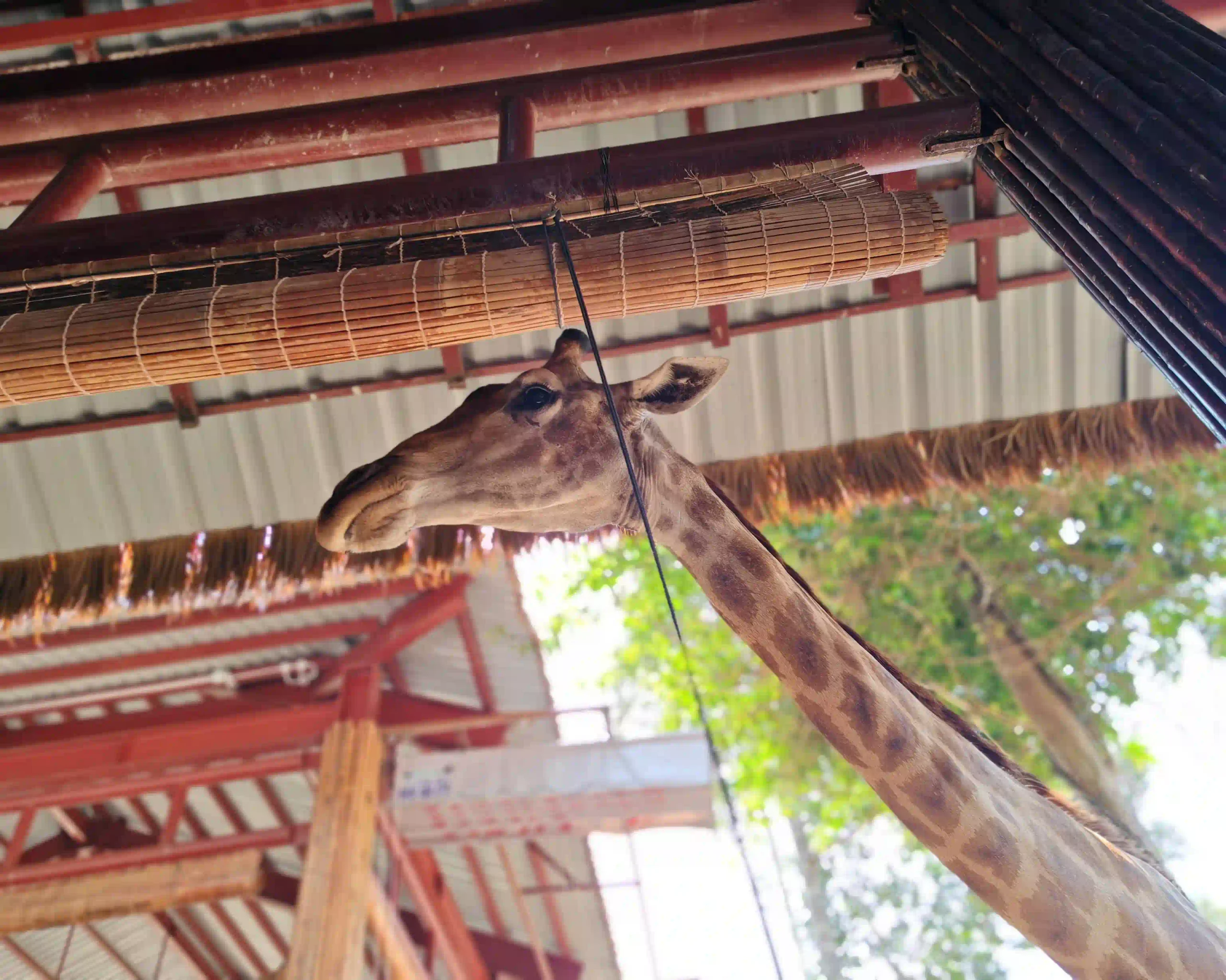 My complete Vinpearl Safari Phu Quoc reviews & cost guide 14 The Walking Zoo and What Youll Actually See vinpearl safari 3 scaled Vietadvisor