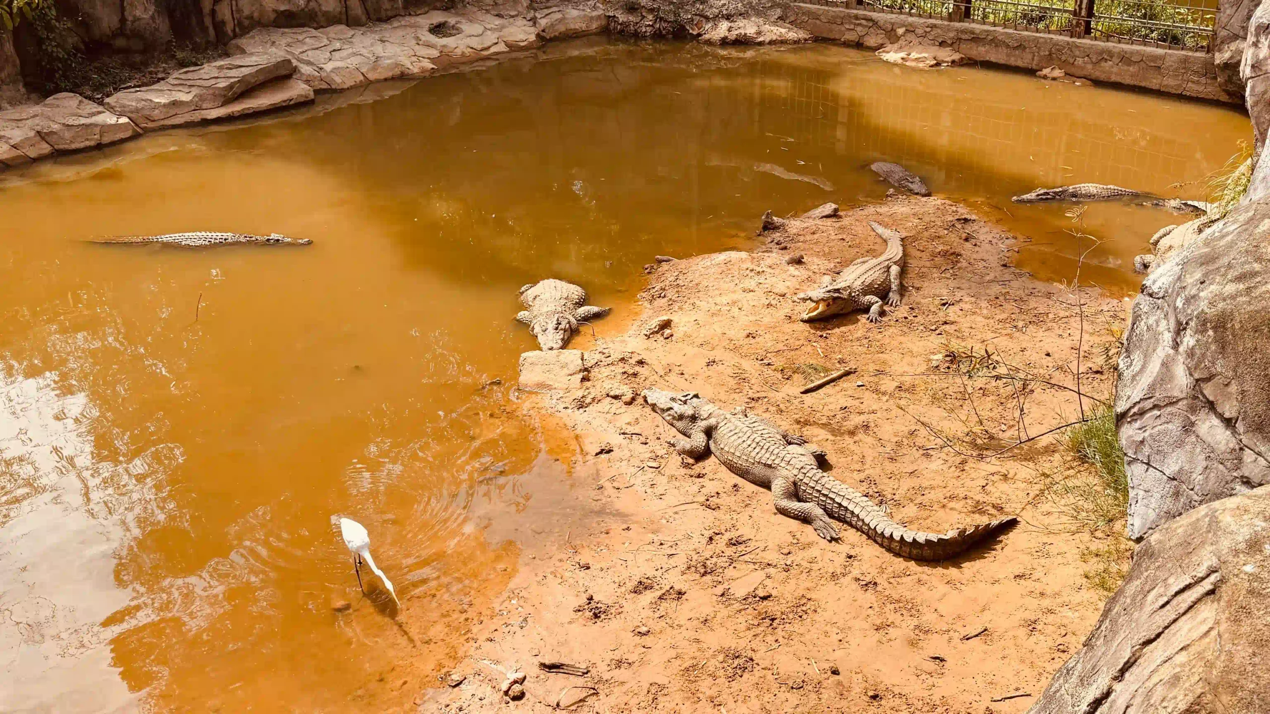 My complete Vinpearl Safari Phu Quoc reviews & cost guide 12 The Walking Zoo and What Youll Actually See vinpearl safari 4 scaled Vietadvisor