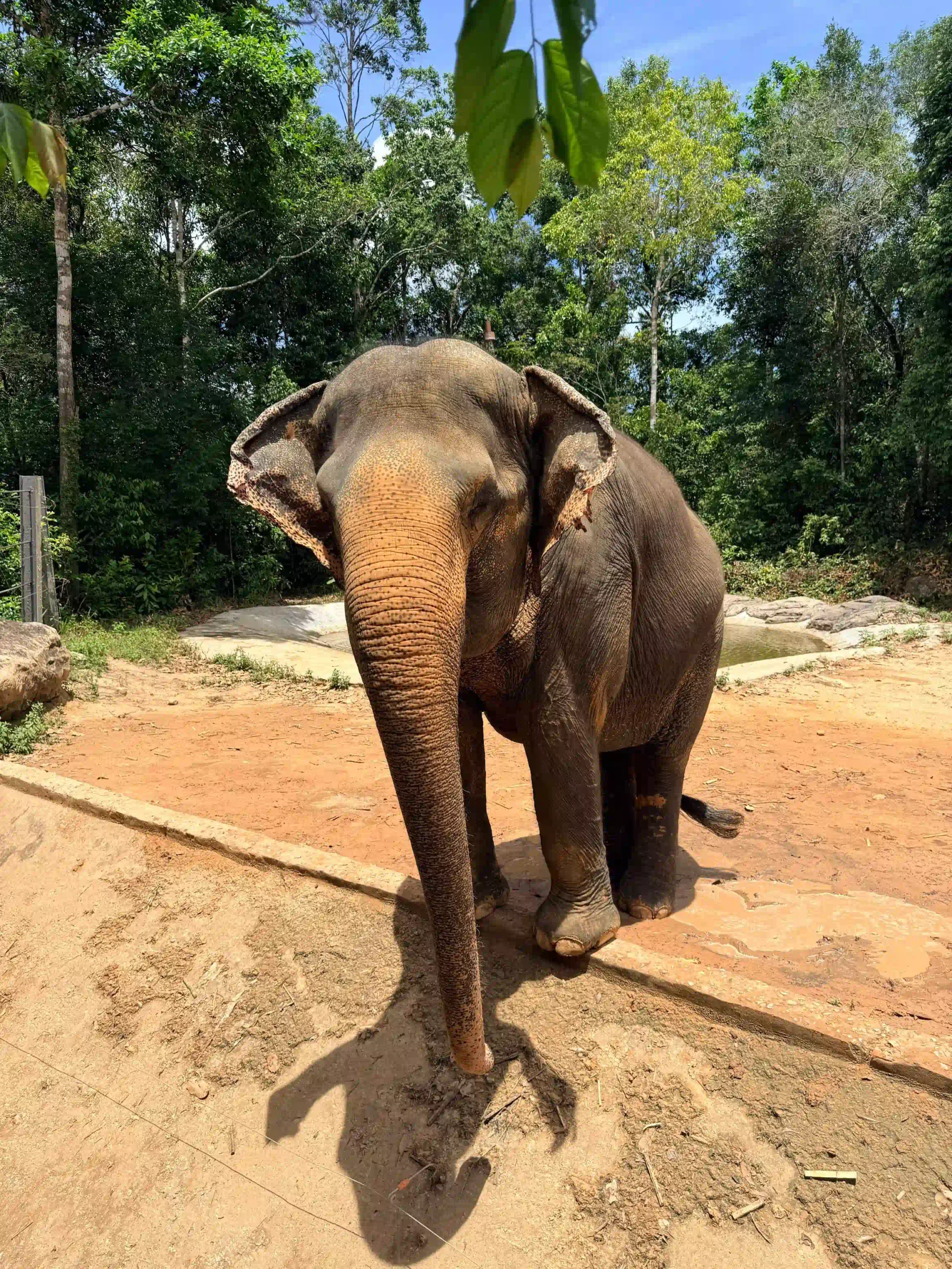 My complete Vinpearl Safari Phu Quoc reviews & cost guide 19 The Walking Zoo and What Youll Actually See vinpearl safari 6 scaled Vietadvisor
