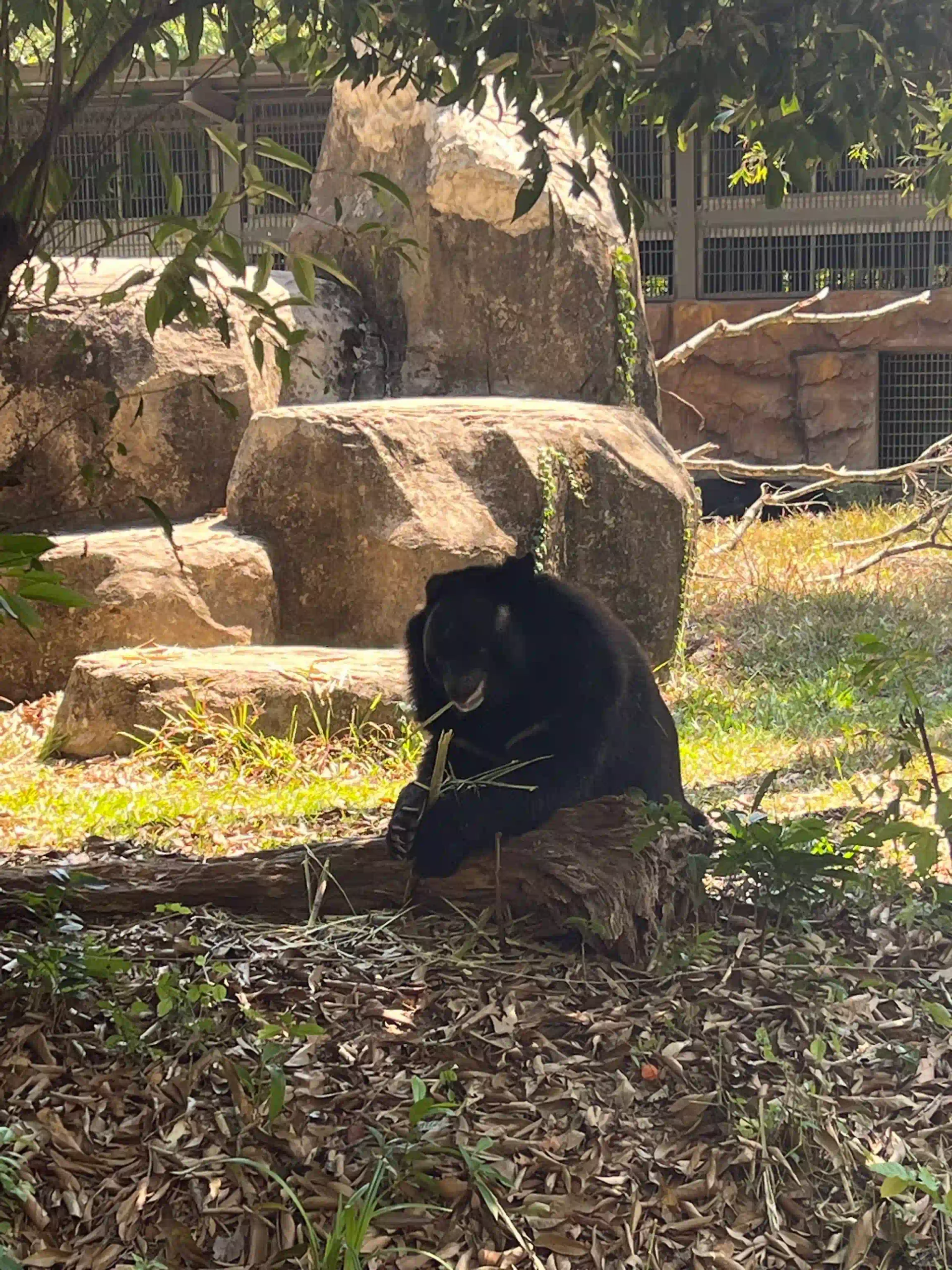 My complete Vinpearl Safari Phu Quoc reviews & cost guide 18 The Walking Zoo and What Youll Actually See vinpearl safari 8 scaled Vietadvisor