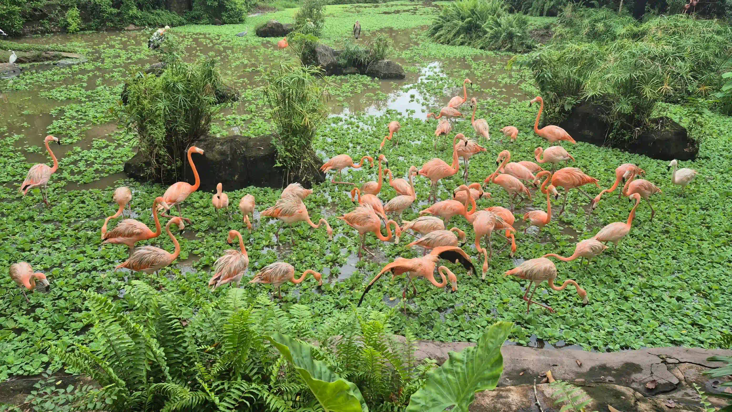 My complete Vinpearl Safari Phu Quoc reviews & cost guide 11 The Walking Zoo and What Youll Actually See vinpearl safari scaled Vietadvisor