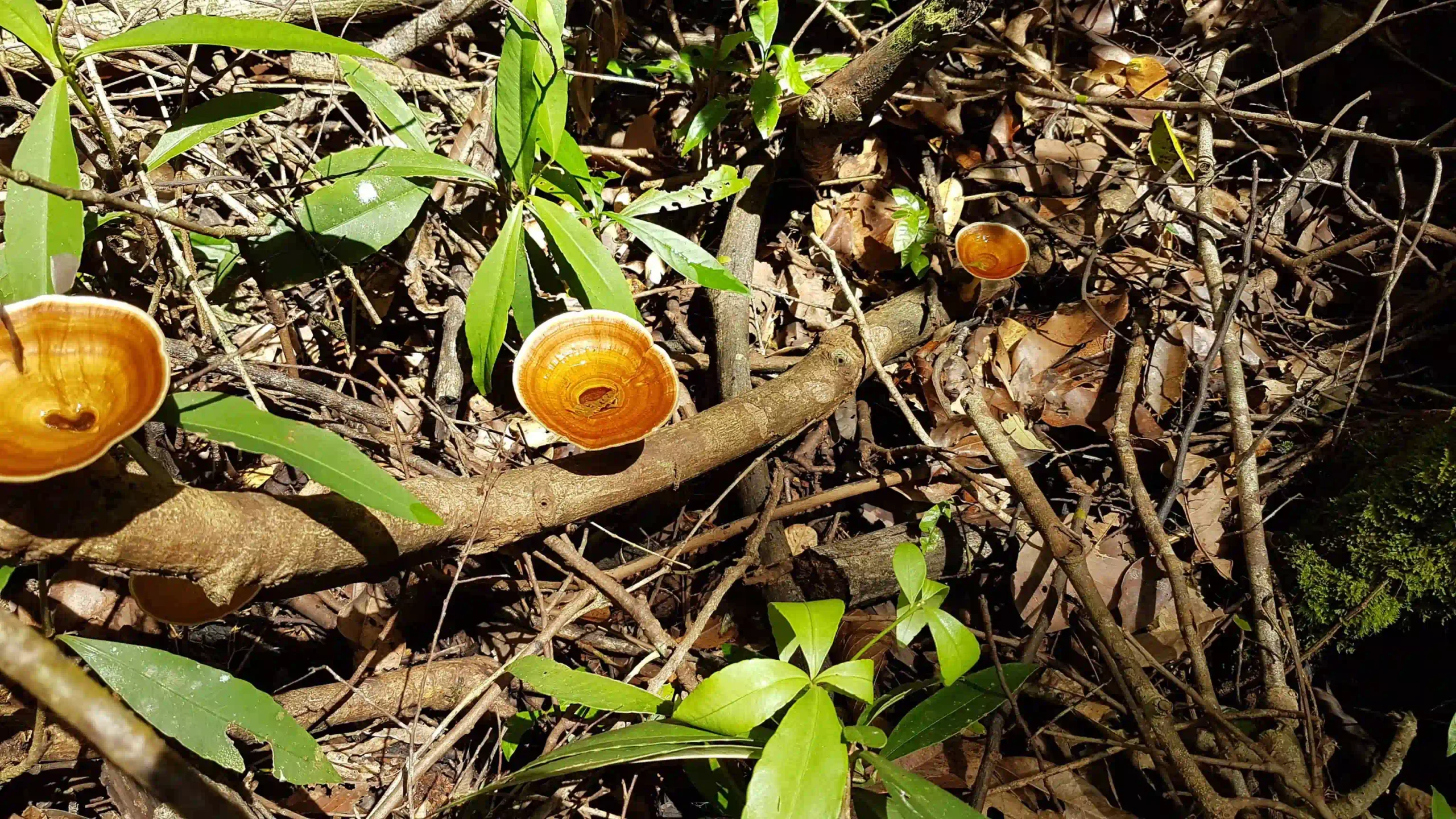 Inside Phu Quoc National Park trekking tour: Is it worth it? 13 The climb phu quoc national park trekking 10 scaled Vietadvisor