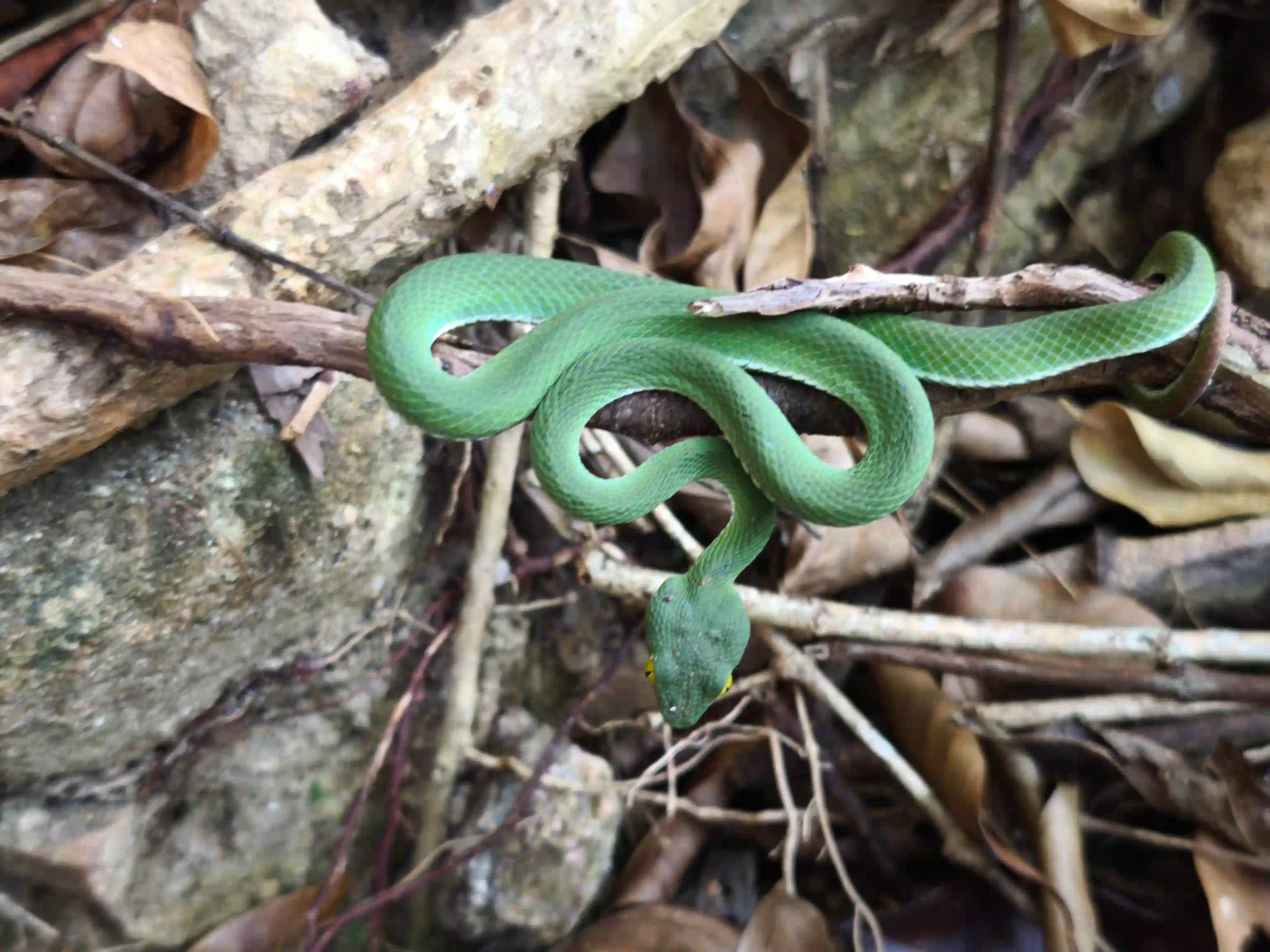 Inside Phu Quoc National Park trekking tour: Is it worth it? 14 The climb phu quoc national park trekking 11 scaled Vietadvisor