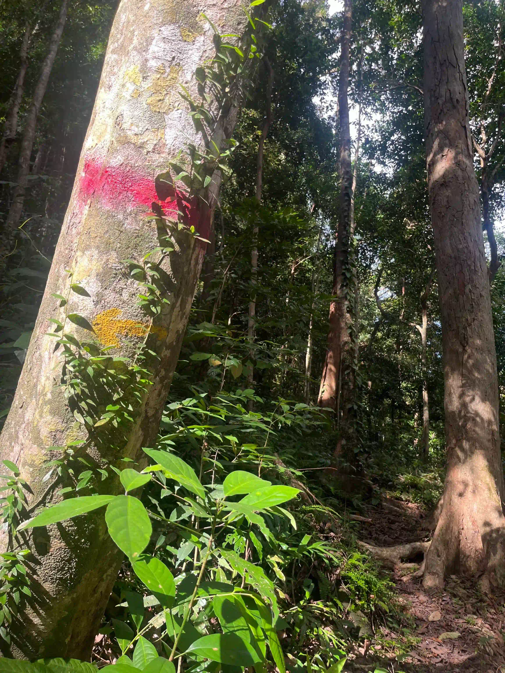 Inside Phu Quoc National Park trekking tour: Is it worth it? 12 The climb phu quoc national park trekking 5 scaled Vietadvisor