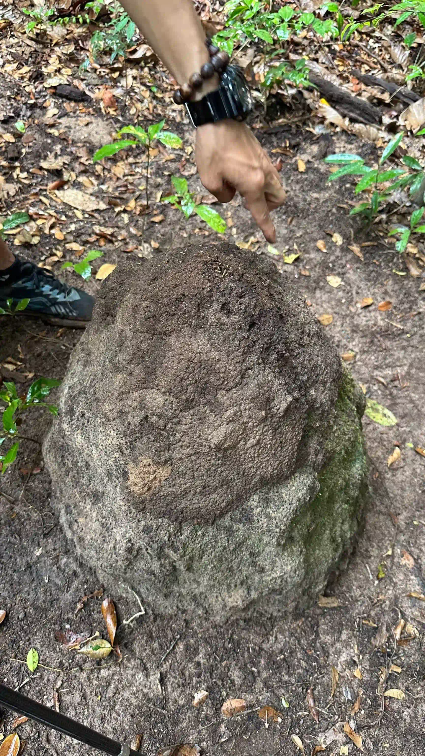 Inside Phu Quoc National Park trekking tour: Is it worth it? 11 The climb phu quoc national park trekking 6 scaled Vietadvisor