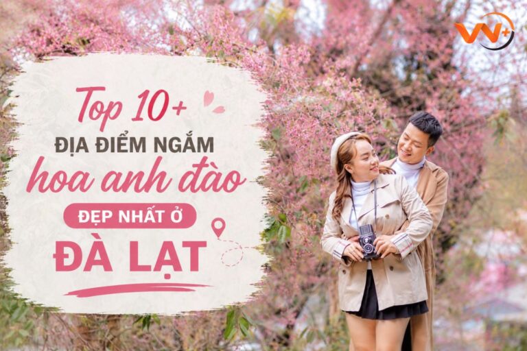 Discover Da Lat’s cherry blossom season in Viet Nam 6 anh dao Vietadvisor
