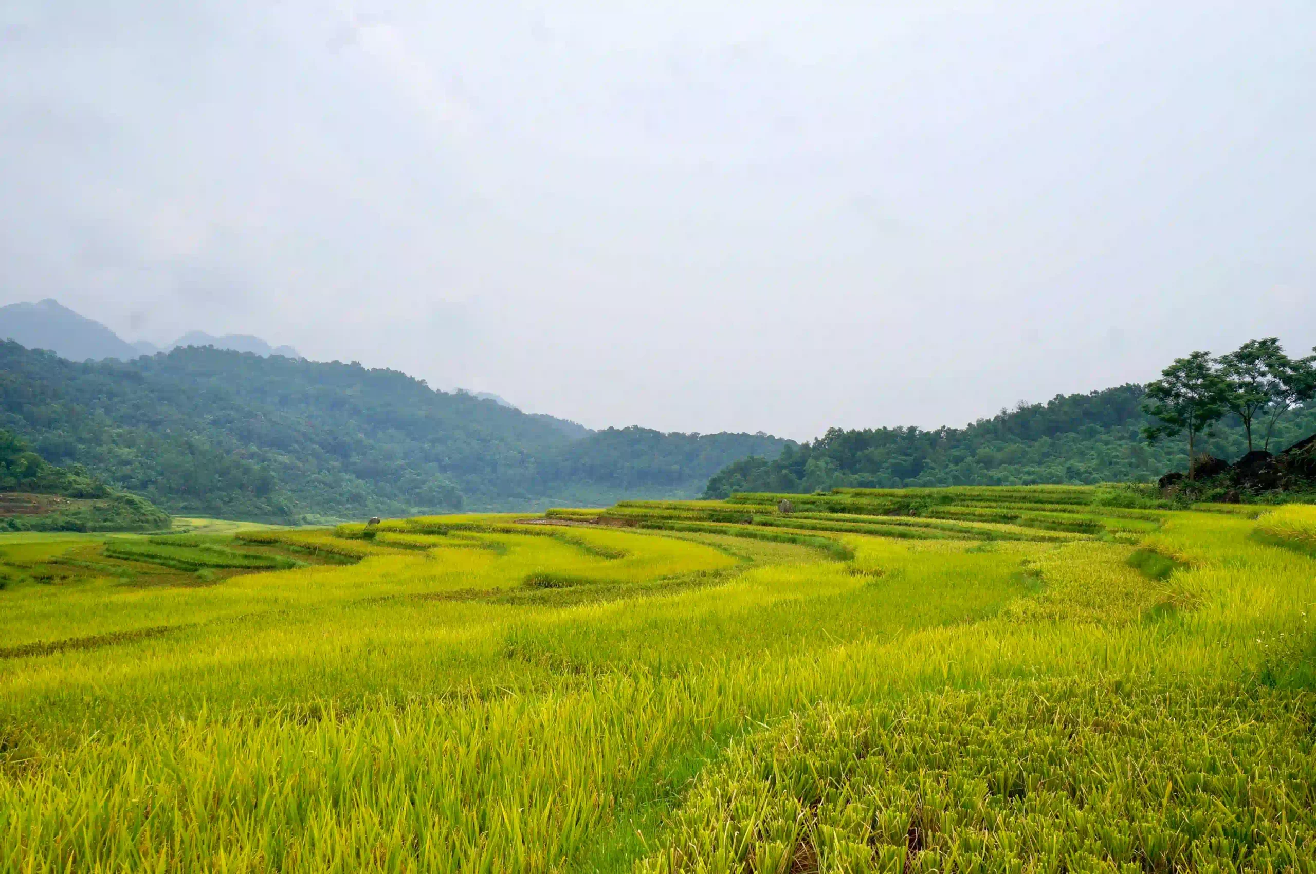 How I traveled from Ninh Binh to Pu Luong with ease (2026) 25 best time to visit pu luong 3 scaled Vietadvisor
