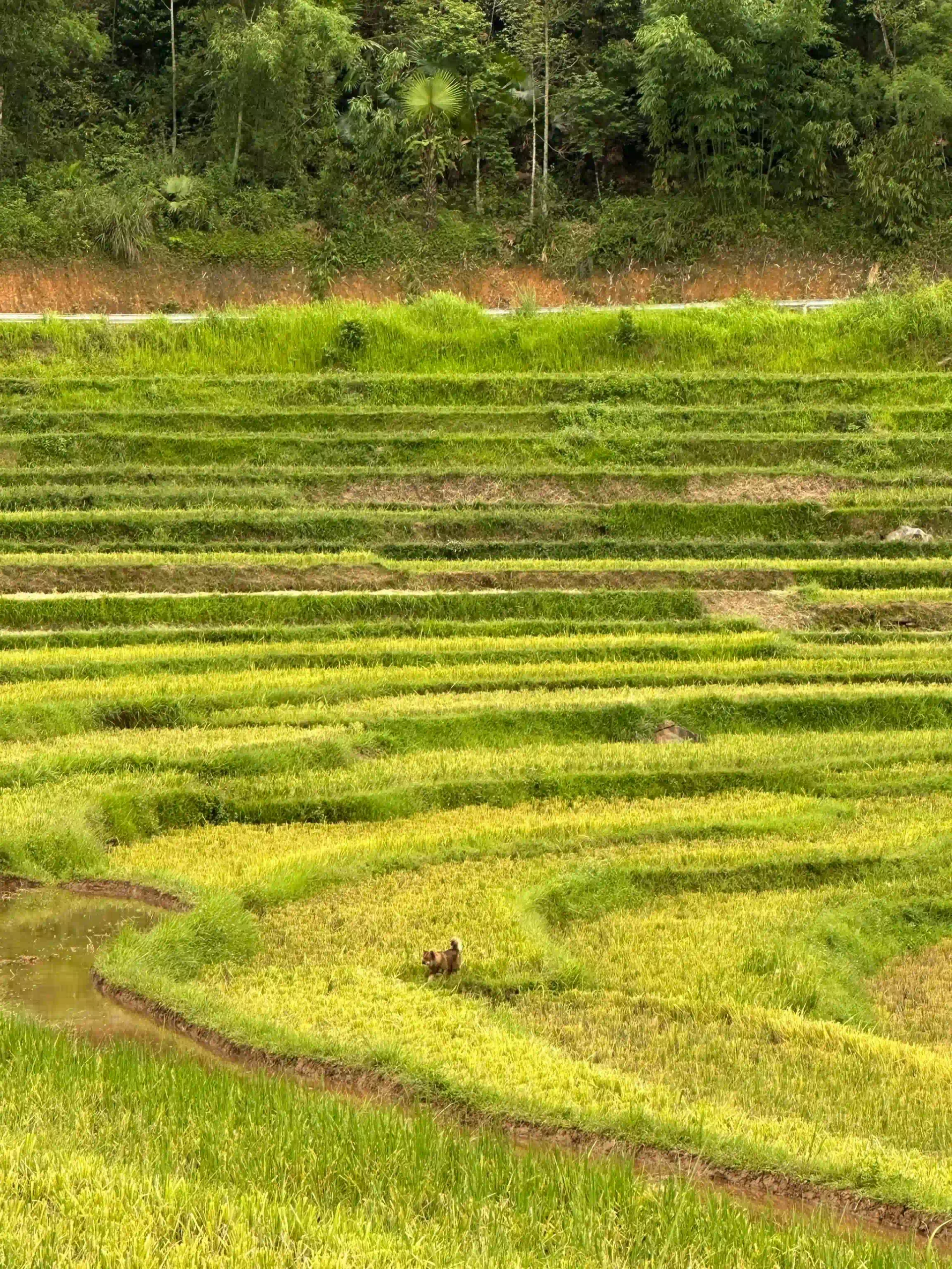 How I traveled from Ninh Binh to Pu Luong with ease (2026) 24 best time to visit pu luong 4 scaled Vietadvisor