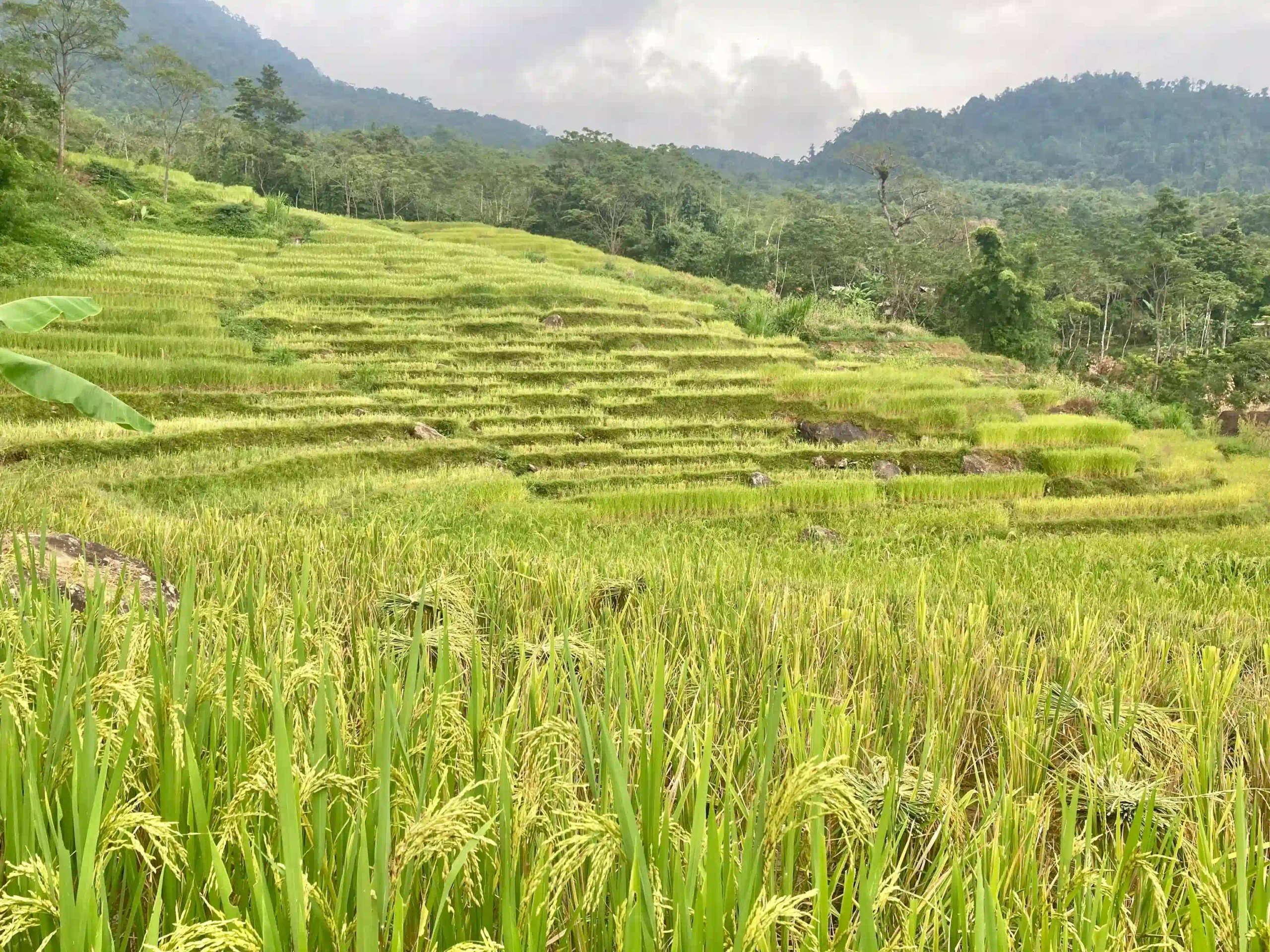 How I traveled from Ninh Binh to Pu Luong with ease (2026) 23 best time to visit pu luong 5 scaled Vietadvisor