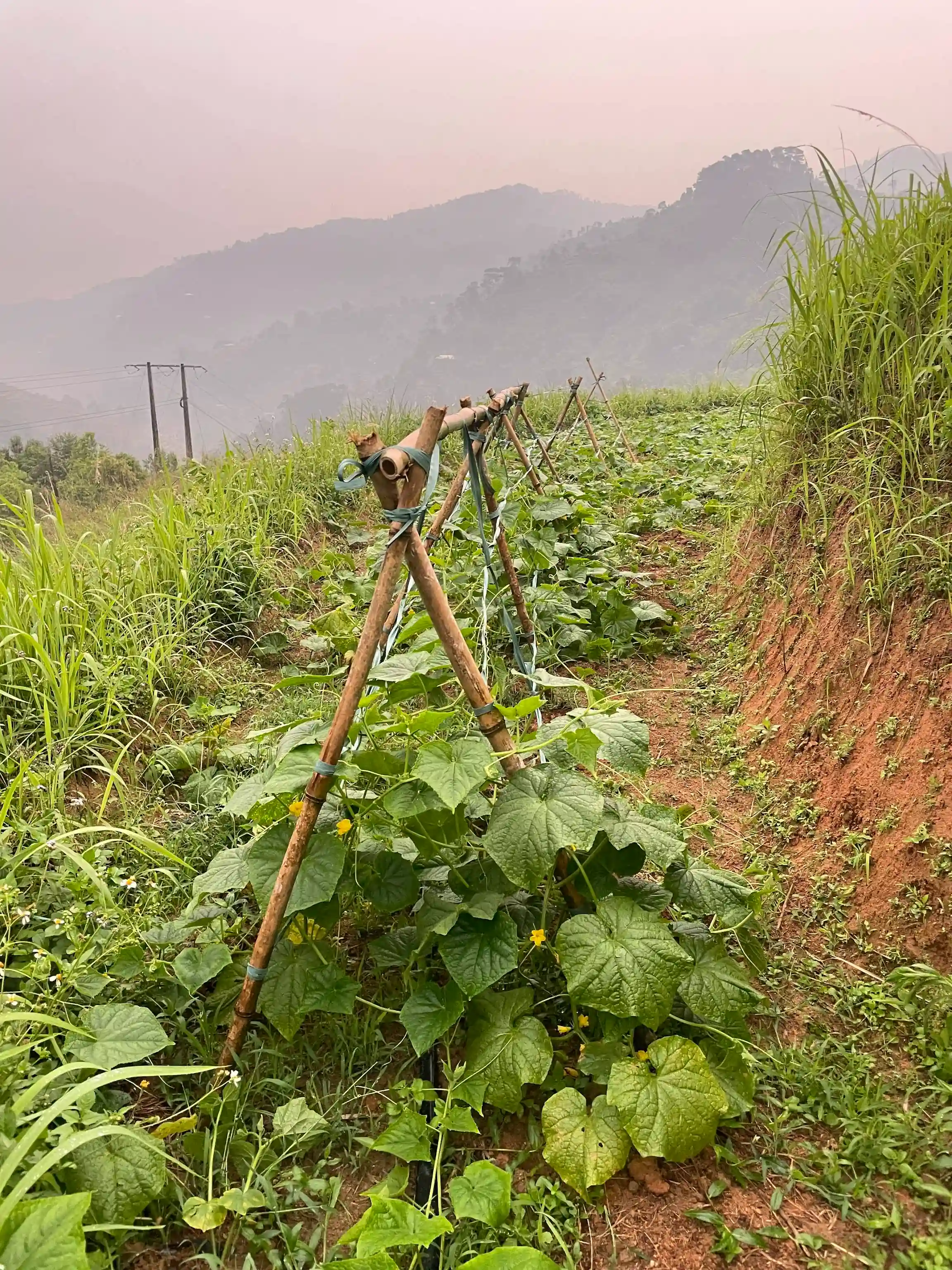 Hoang Su Phi trekking guide: My firsthand experience (2026) 20 Ban Luoc to Nam Ty to Thong Nguyen 2 Vietadvisor