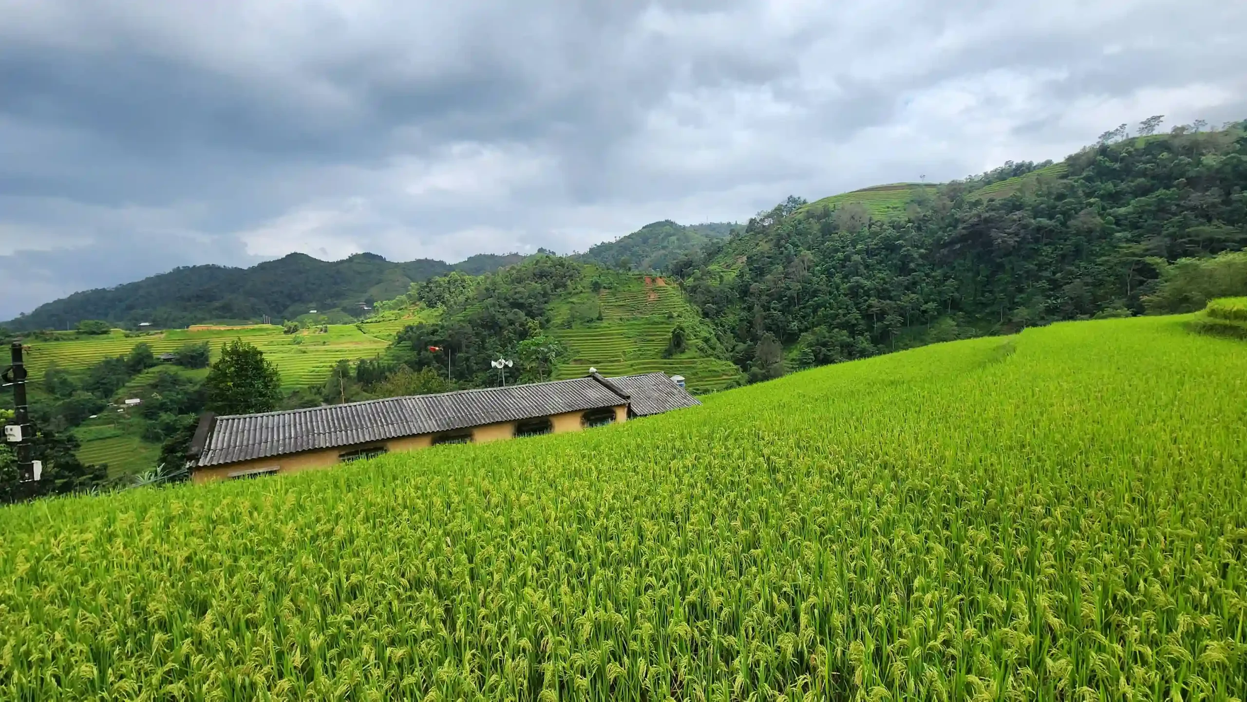 Hoang Su Phi trekking guide: My firsthand experience (2026) 3 Best Time for Hoang Su Phi Trekking scaled Vietadvisor
