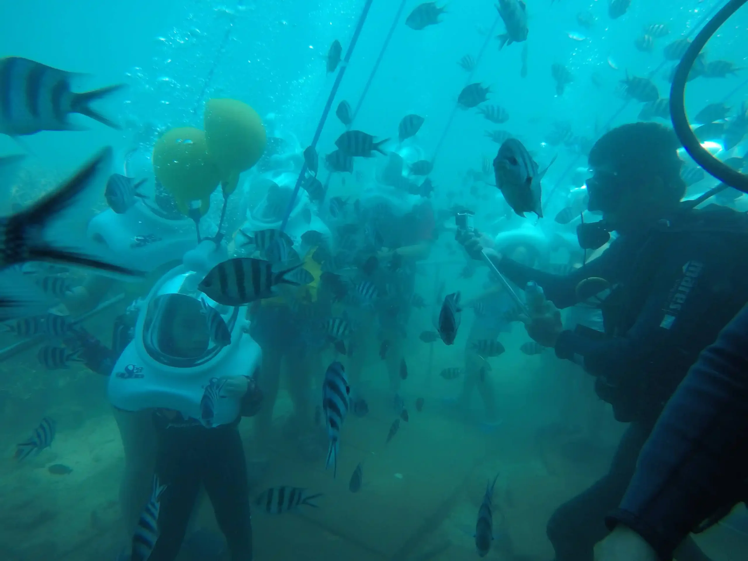 Hoi An to Cham Island scuba diving: My first-time review 12 Cham Island Snorkeling activities 4 scaled Vietadvisor