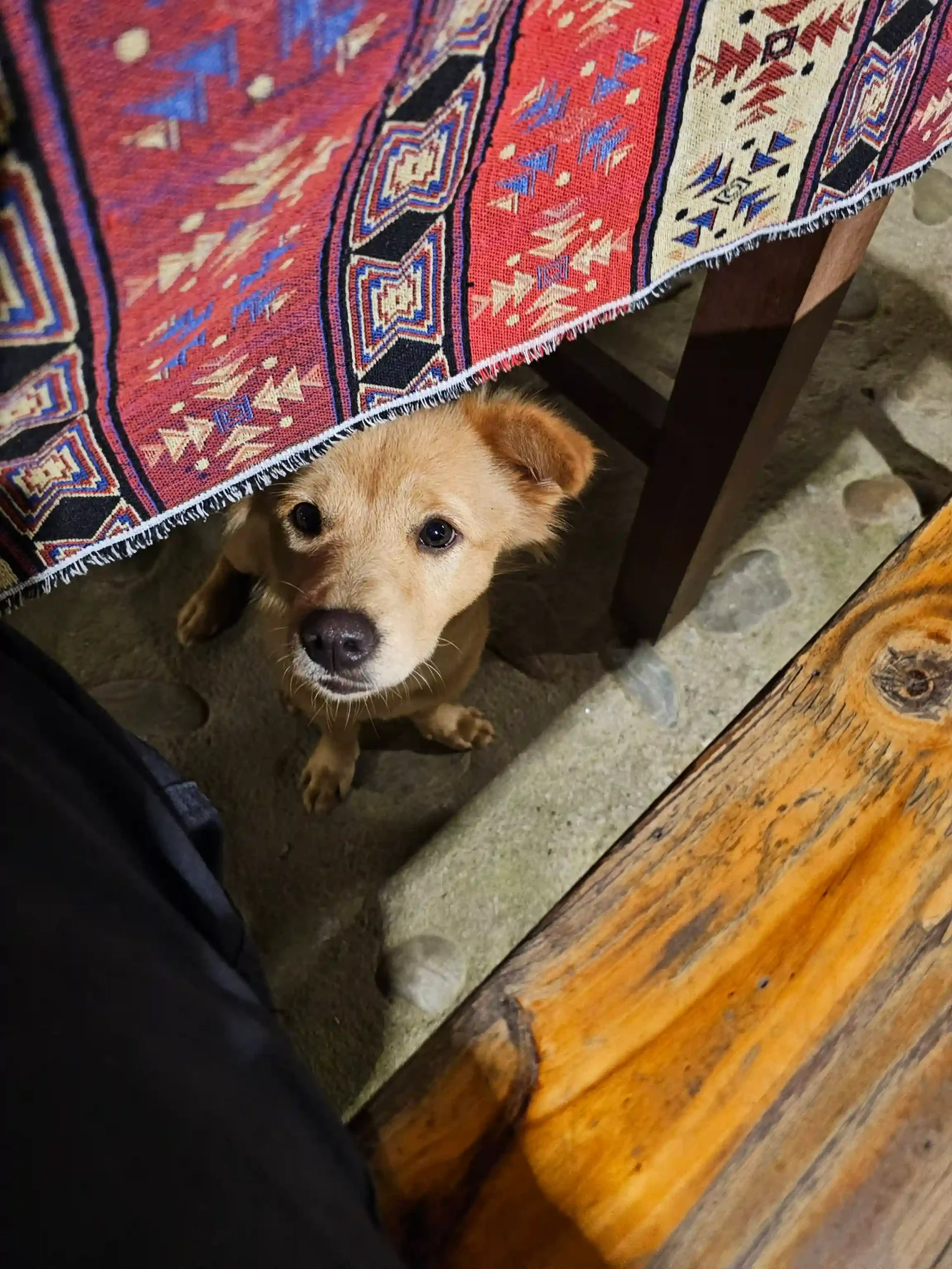 Unterkünfte in Ha Giang: 5 beste lokale Homestays 13 Du Gia Panorama Ecolodge 9 scaled Vietadvisor