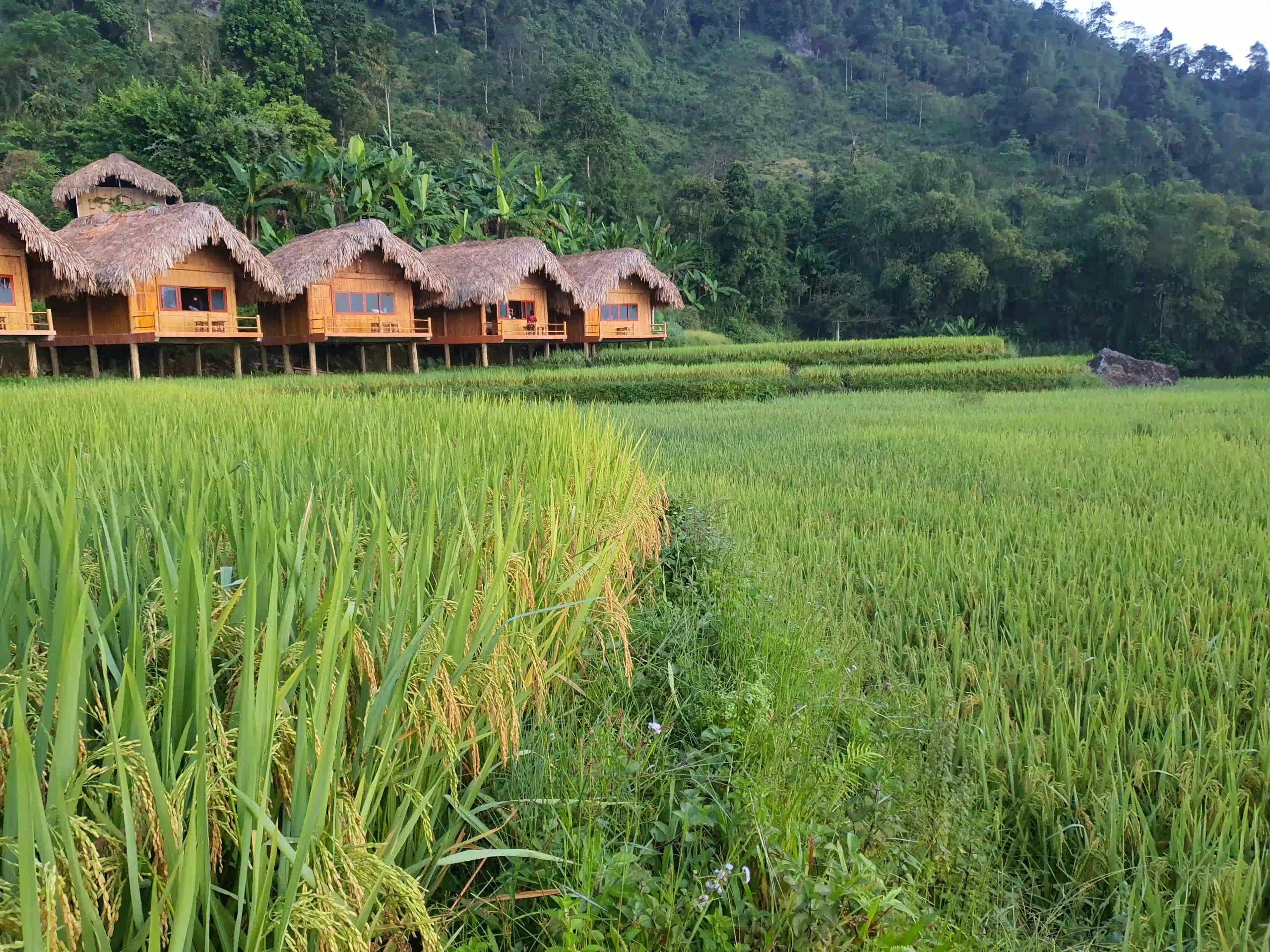 Hoang Su Phi trekking guide: My firsthand experience (2026) 36 Hoang Su Phi Lodge scaled Vietadvisor