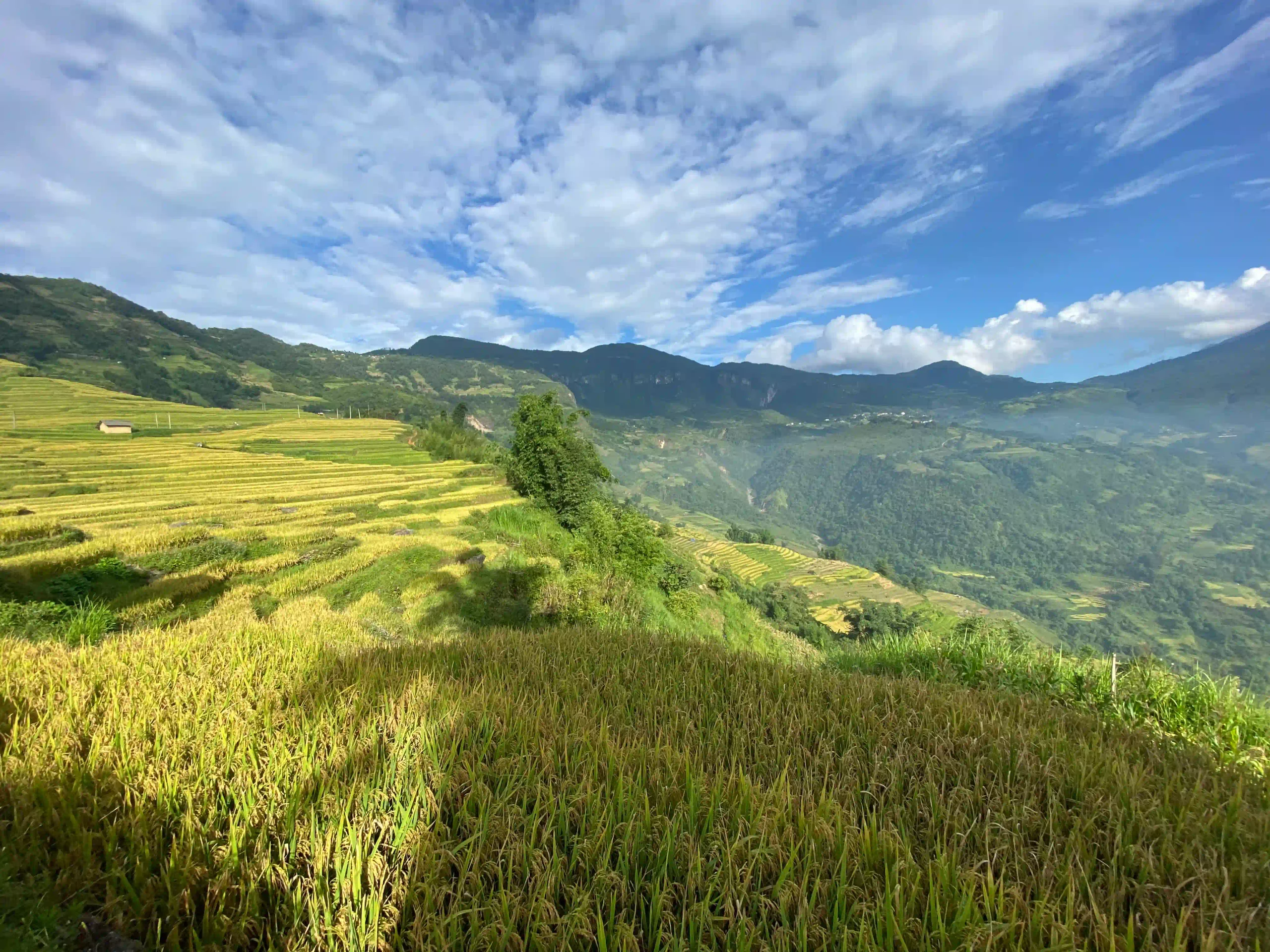 Hoang Su Phi trekking guide: My firsthand experience (2026) 1 Hoang Su Phi rice terraces 2 scaled Vietadvisor