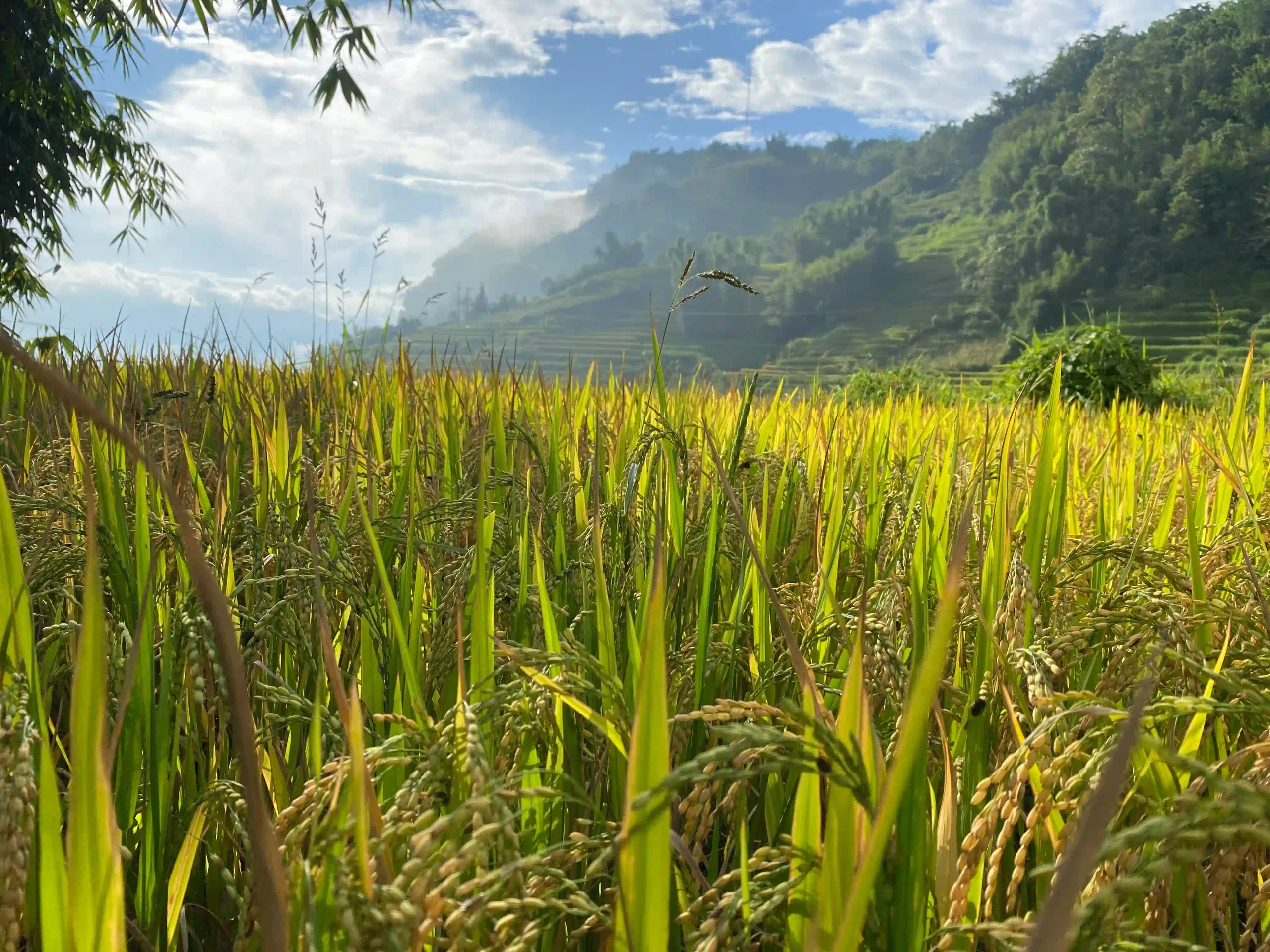 Hoang Su Phi trekking guide: My firsthand experience (2026) 2 Hoang Su Phi rice terraces 3 scaled Vietadvisor