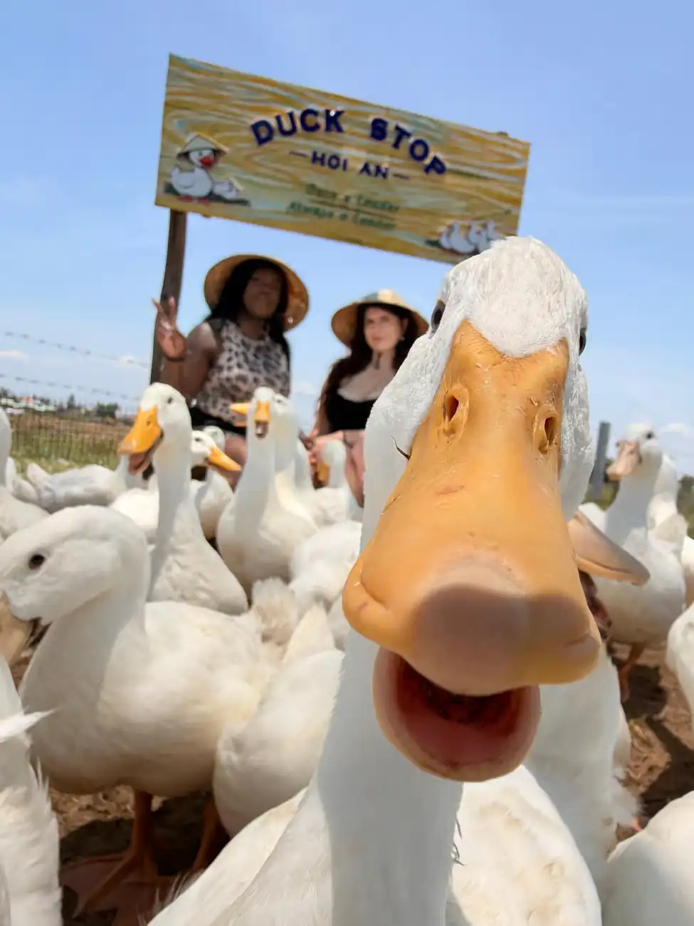 Duck stop Hoi An: Expectation vs. reality - Is it worth it? 24 Is It Ethical hoi an duck stop 2 Vietadvisor