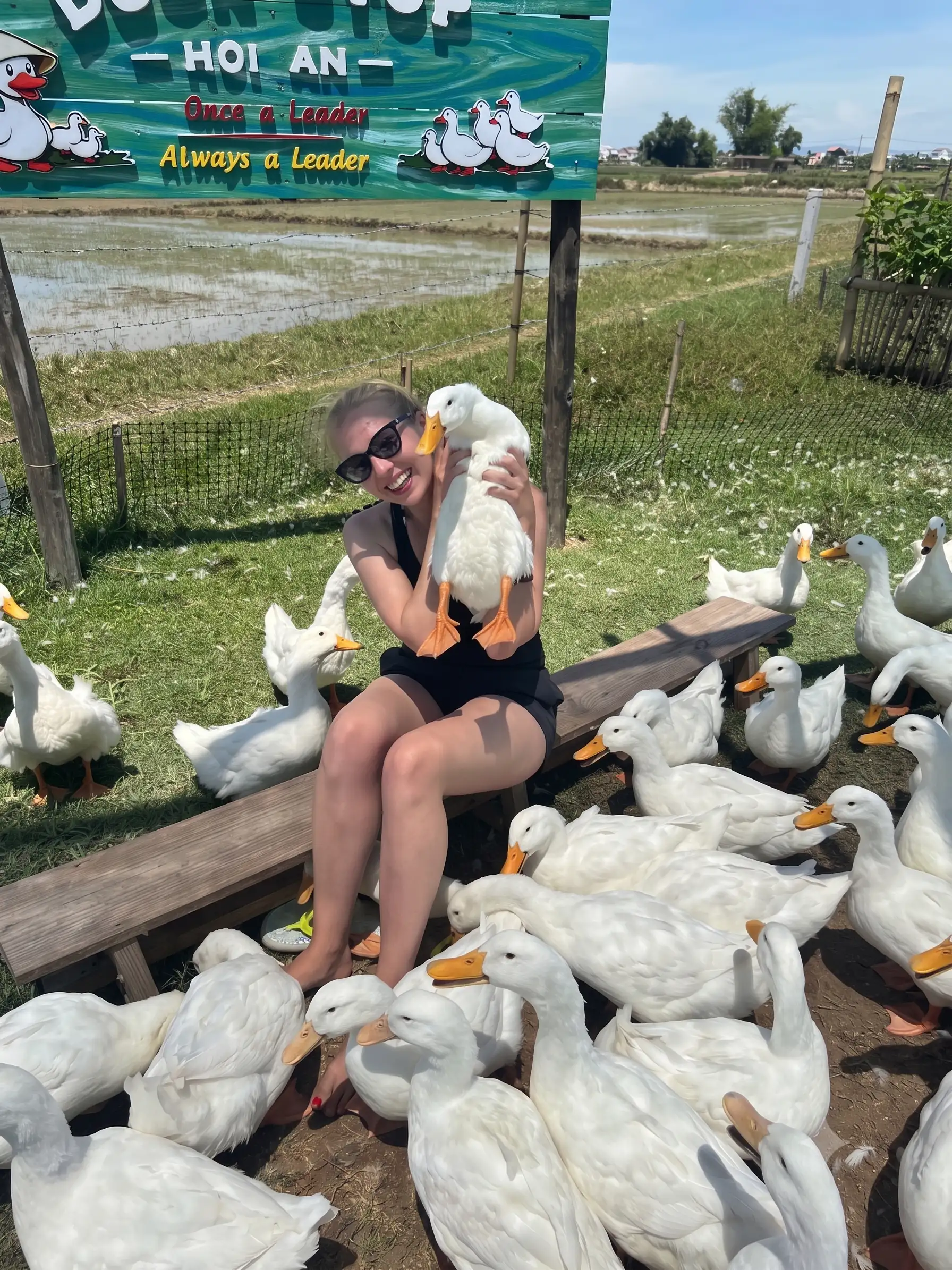 Duck stop Hoi An: Expectation vs. reality - Is it worth it? 22 Is It Ethical hoi an duck stop 3 Vietadvisor