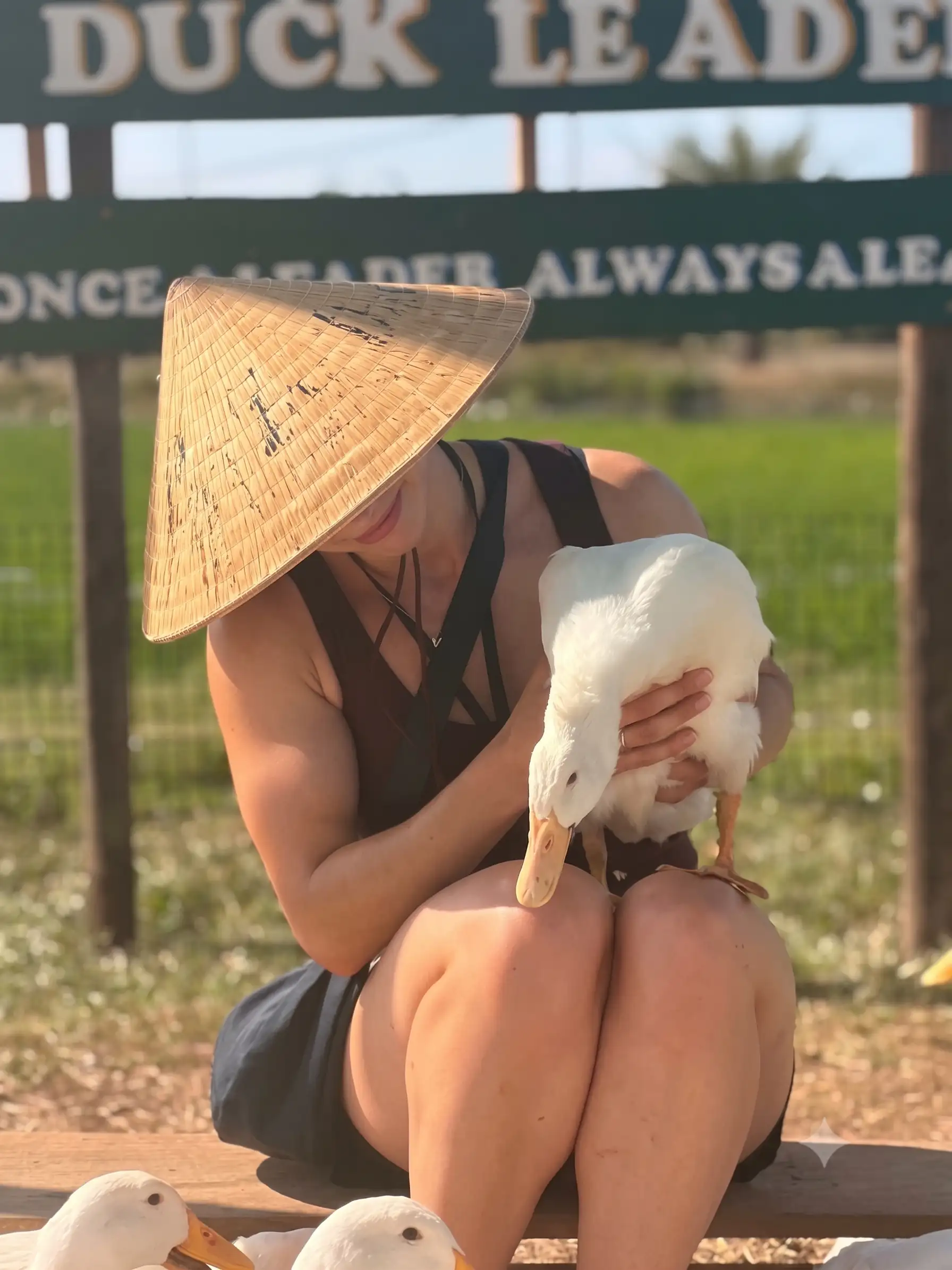 Duck stop Hoi An: Expectation vs. reality - Is it worth it? 23 Is It Ethical hoi an duck stop Vietadvisor