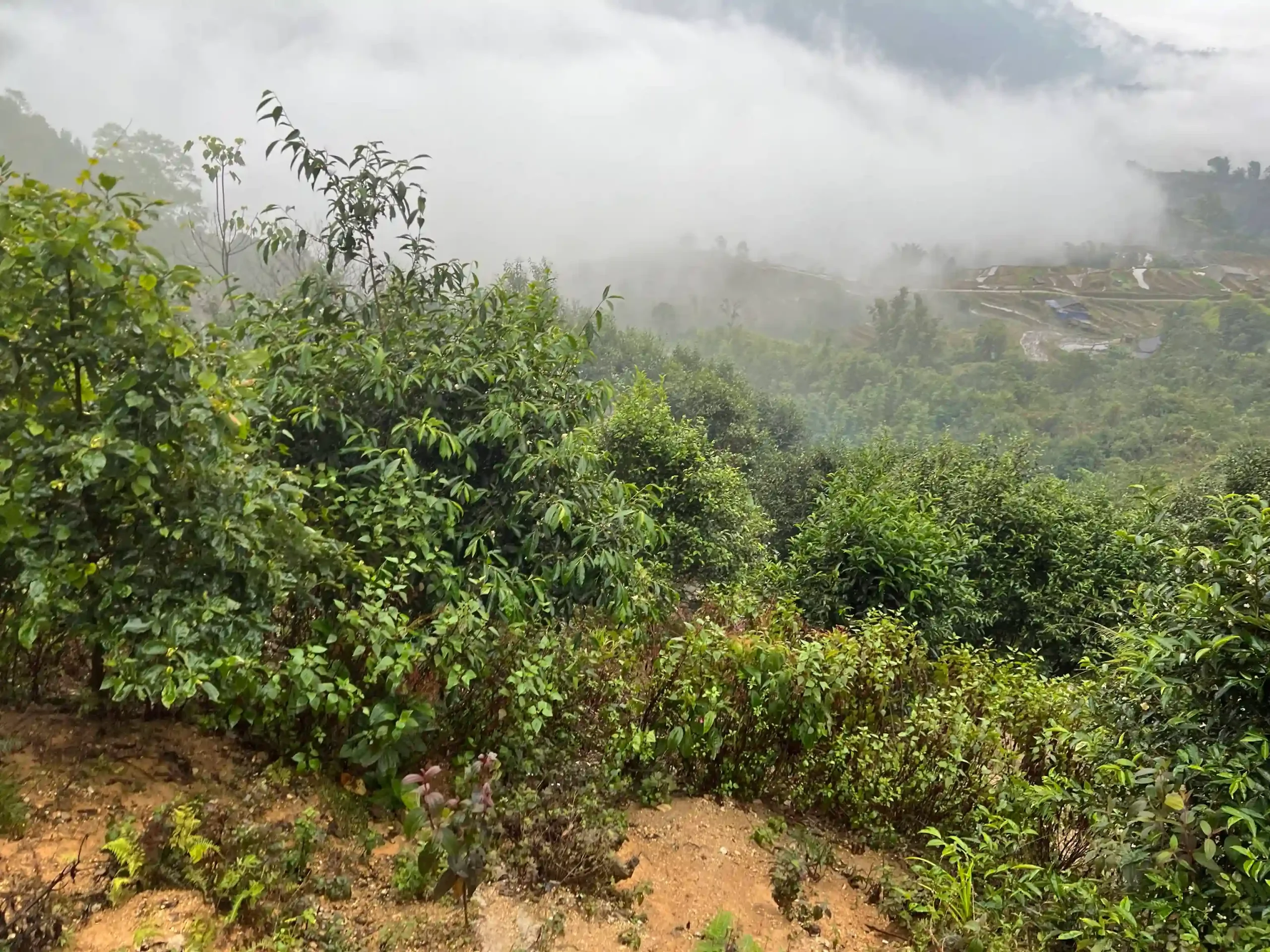 Hoang Su Phi trekking guide: My firsthand experience (2026) 16 Nam Hong to Nam Khoa to Nam Ai hoang su phi trek 6 scaled Vietadvisor