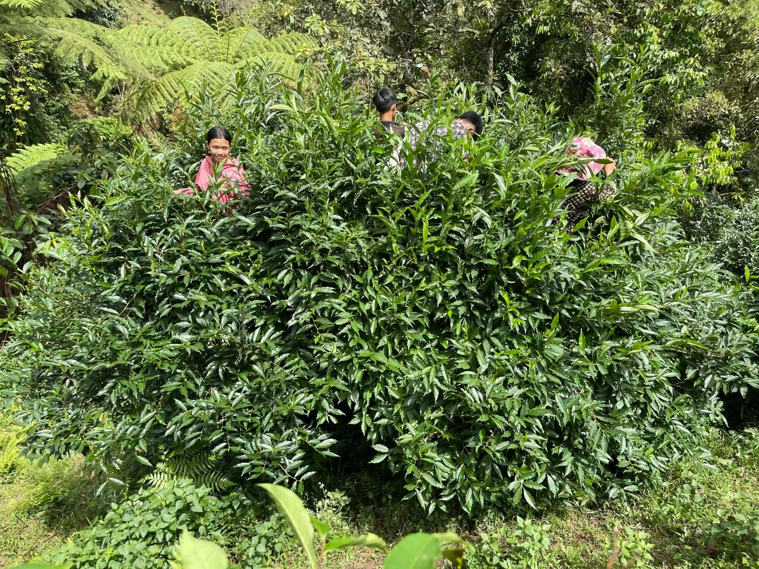 Hoang Su Phi trekking guide: My firsthand experience (2026) 17 Nam Hong to Nam Khoa to Nam Ai hoang su phi trek 7 scaled Vietadvisor