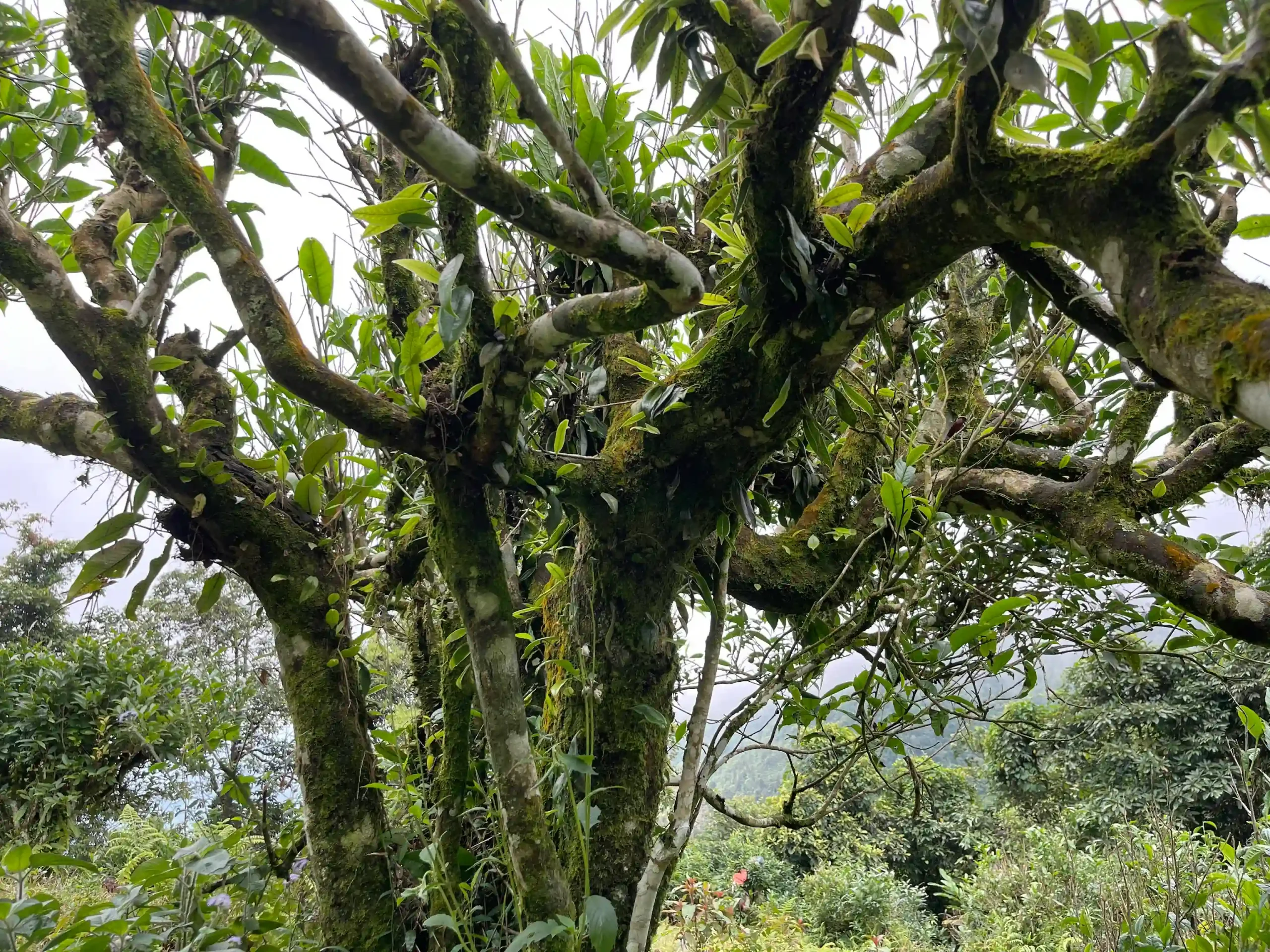Hoang Su Phi trekking guide: My firsthand experience (2026) 18 Nam Hong to Nam Khoa to Nam Ai hoang su phi trek 8 scaled Vietadvisor