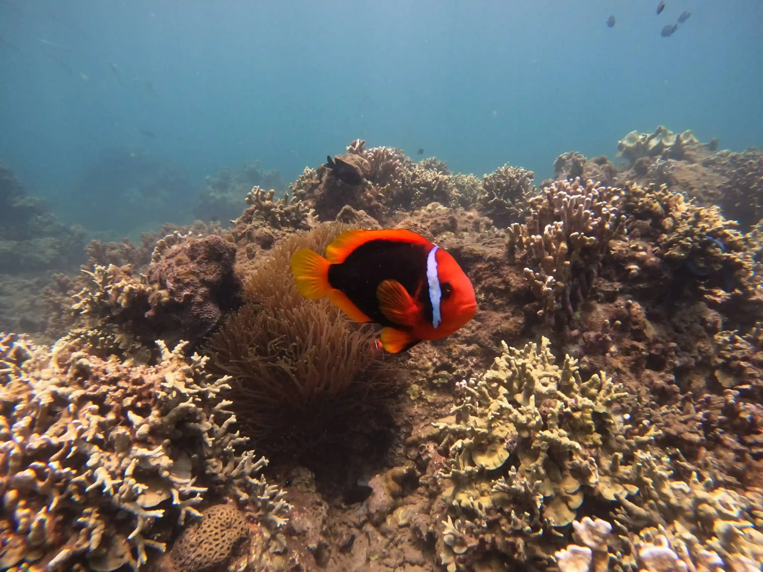 Hoi An to Cham Island scuba diving: My first-time review 36 The Dive Sites cham island 3 scaled Vietadvisor