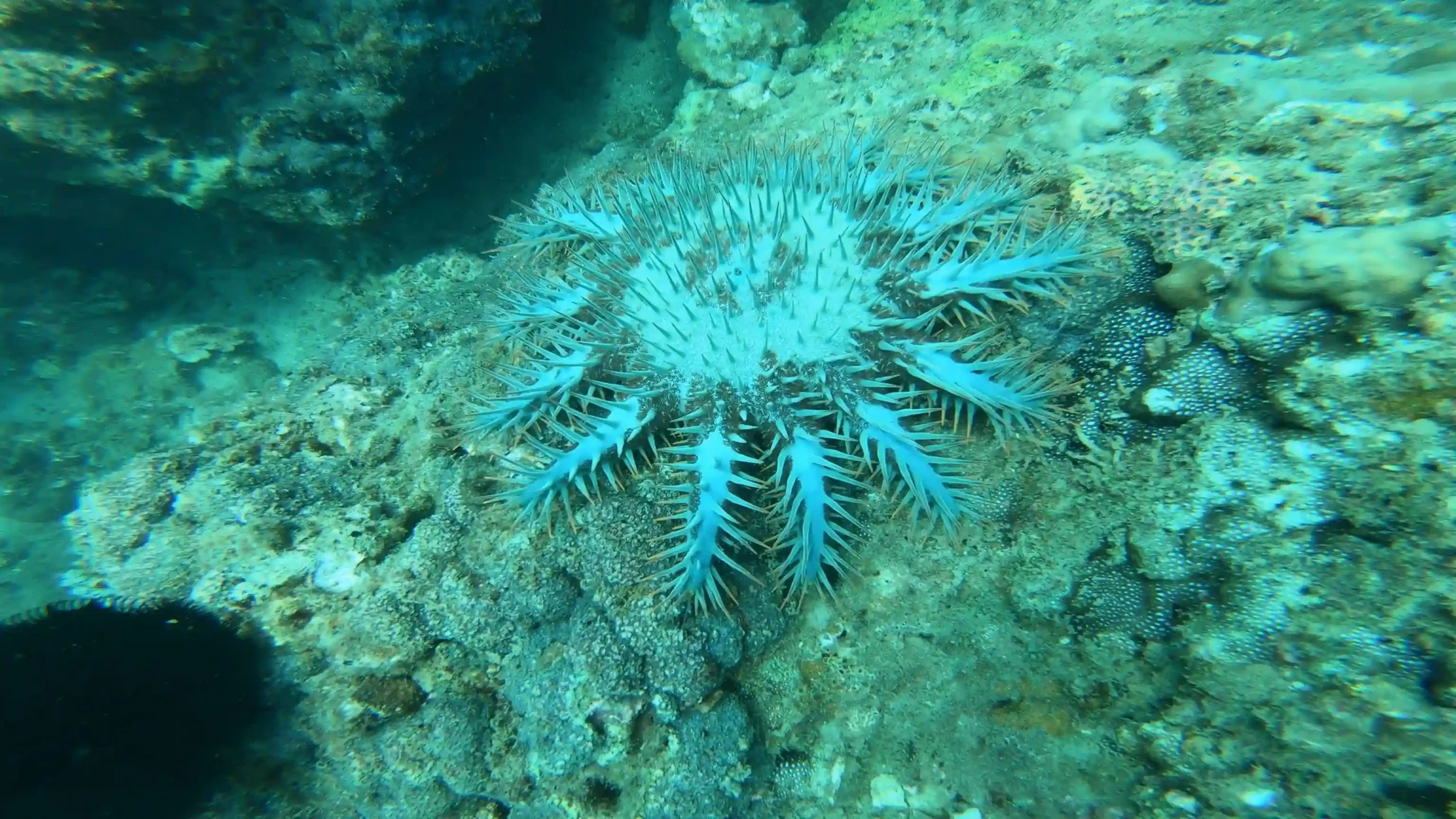 Hoi An to Cham Island scuba diving: My first-time review 32 The Dive Sites cham island 4 scaled Vietadvisor