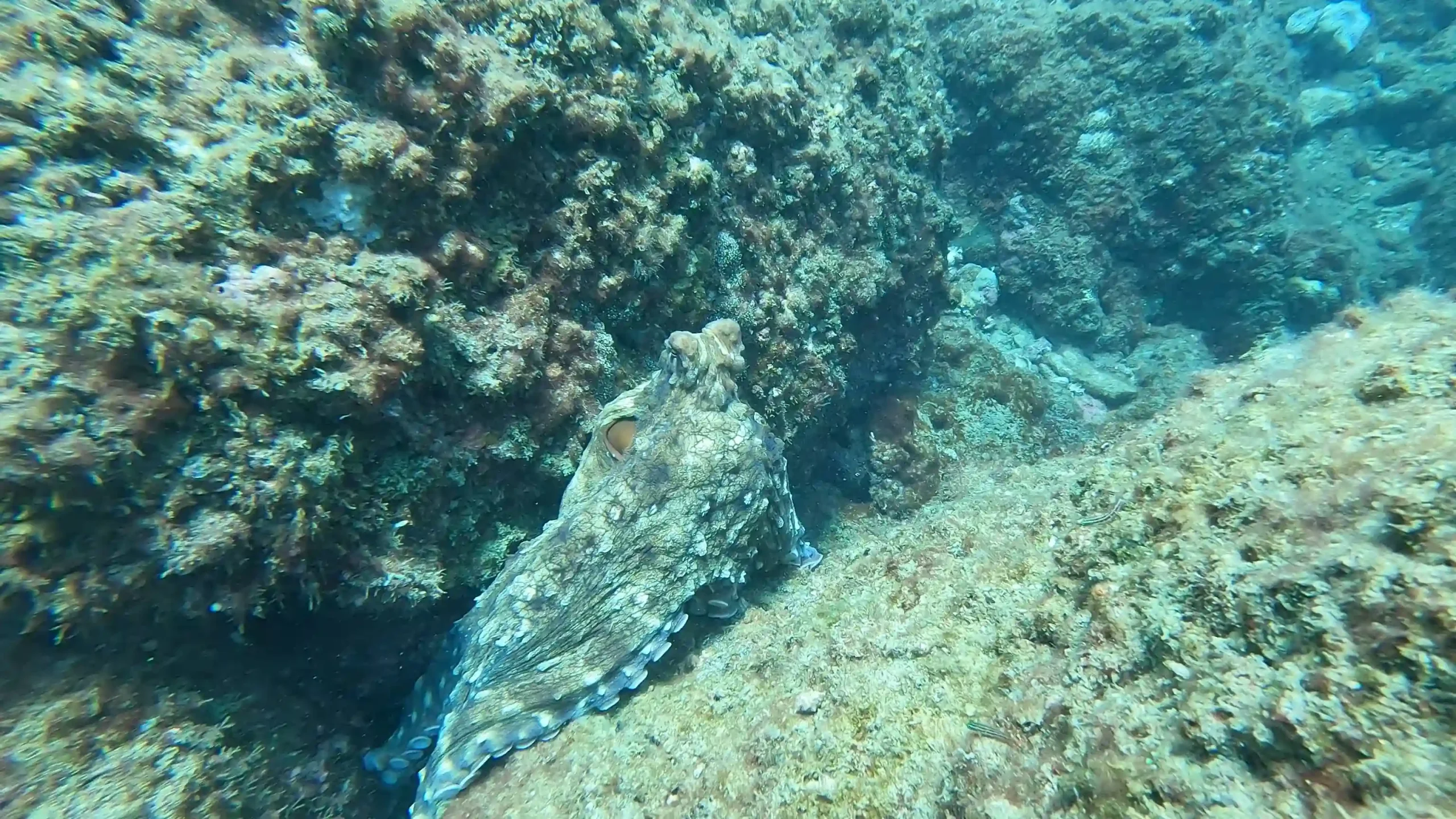 Hoi An to Cham Island scuba diving: My first-time review 35 The Dive Sites cham island 5 scaled Vietadvisor