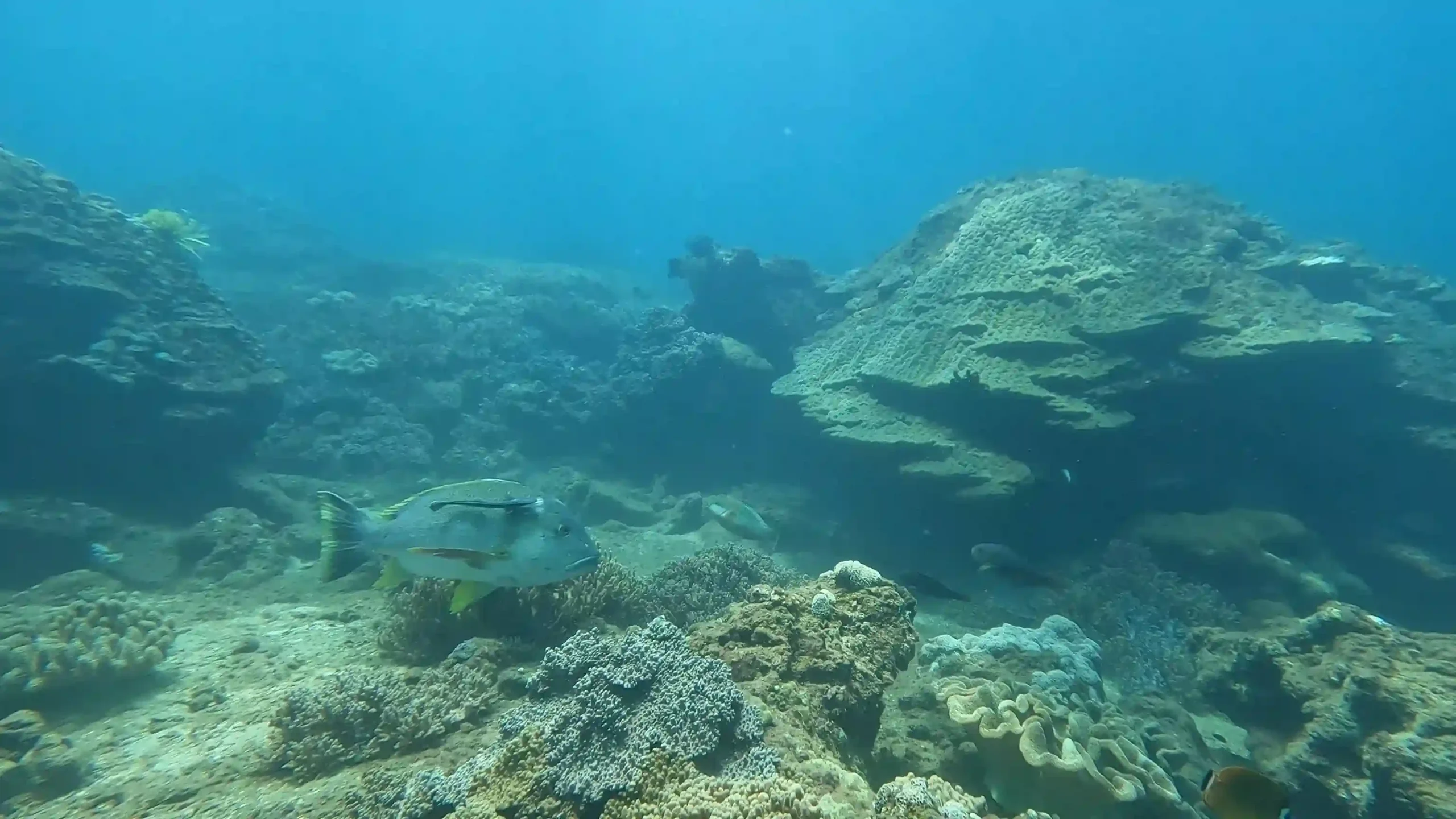 Hoi An to Cham Island scuba diving: My first-time review 33 The Dive Sites cham island 6 scaled Vietadvisor