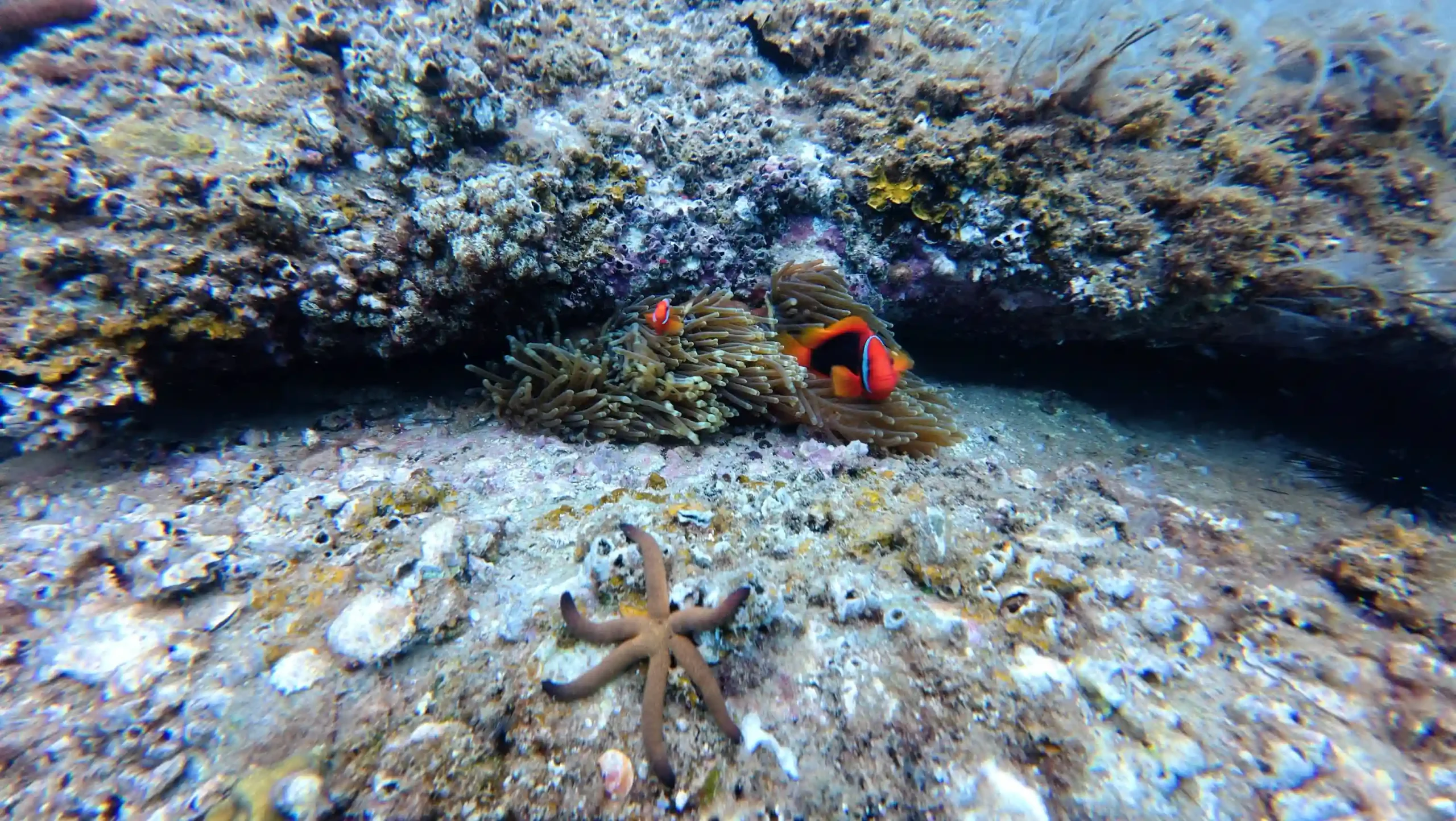 Hoi An to Cham Island scuba diving: My first-time review 34 The Dive Sites cham island 7 scaled Vietadvisor