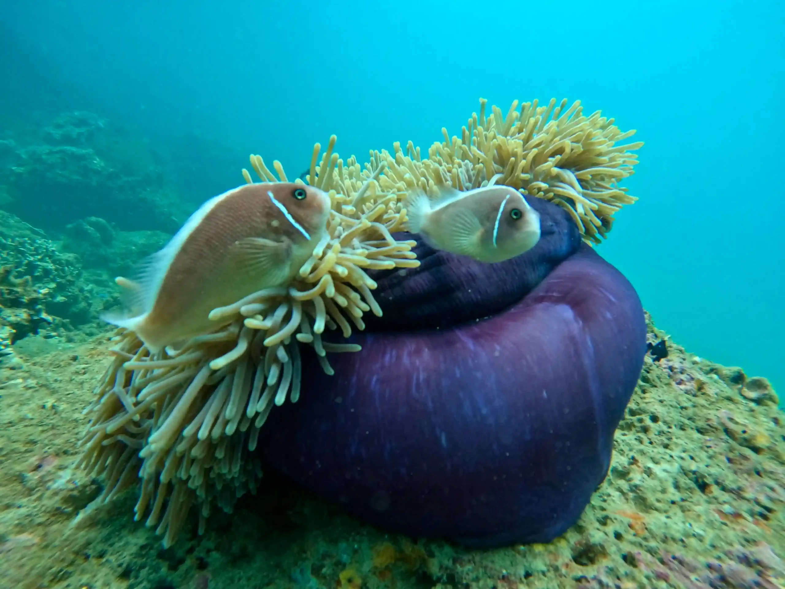 Hoi An to Cham Island scuba diving: My first-time review 37 The Dive Sites cham island scaled Vietadvisor