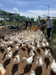 The Duck Massage Is the Whole Visit – hoi an duck stop 10