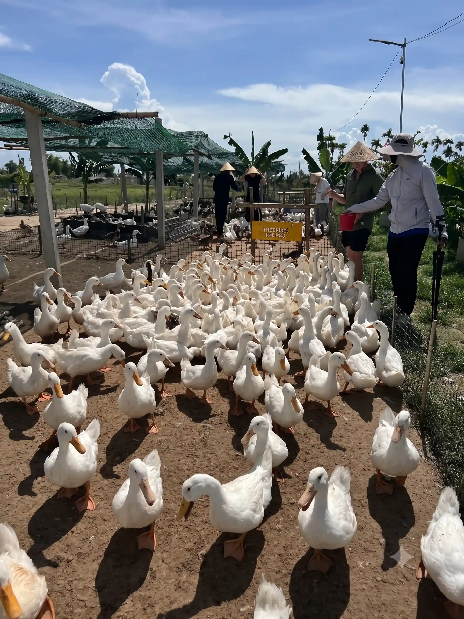 Duck stop Hoi An: Expectation vs. reality - Is it worth it? 5 The Duck Massage Is the Whole Visit hoi an duck stop 10 Vietadvisor