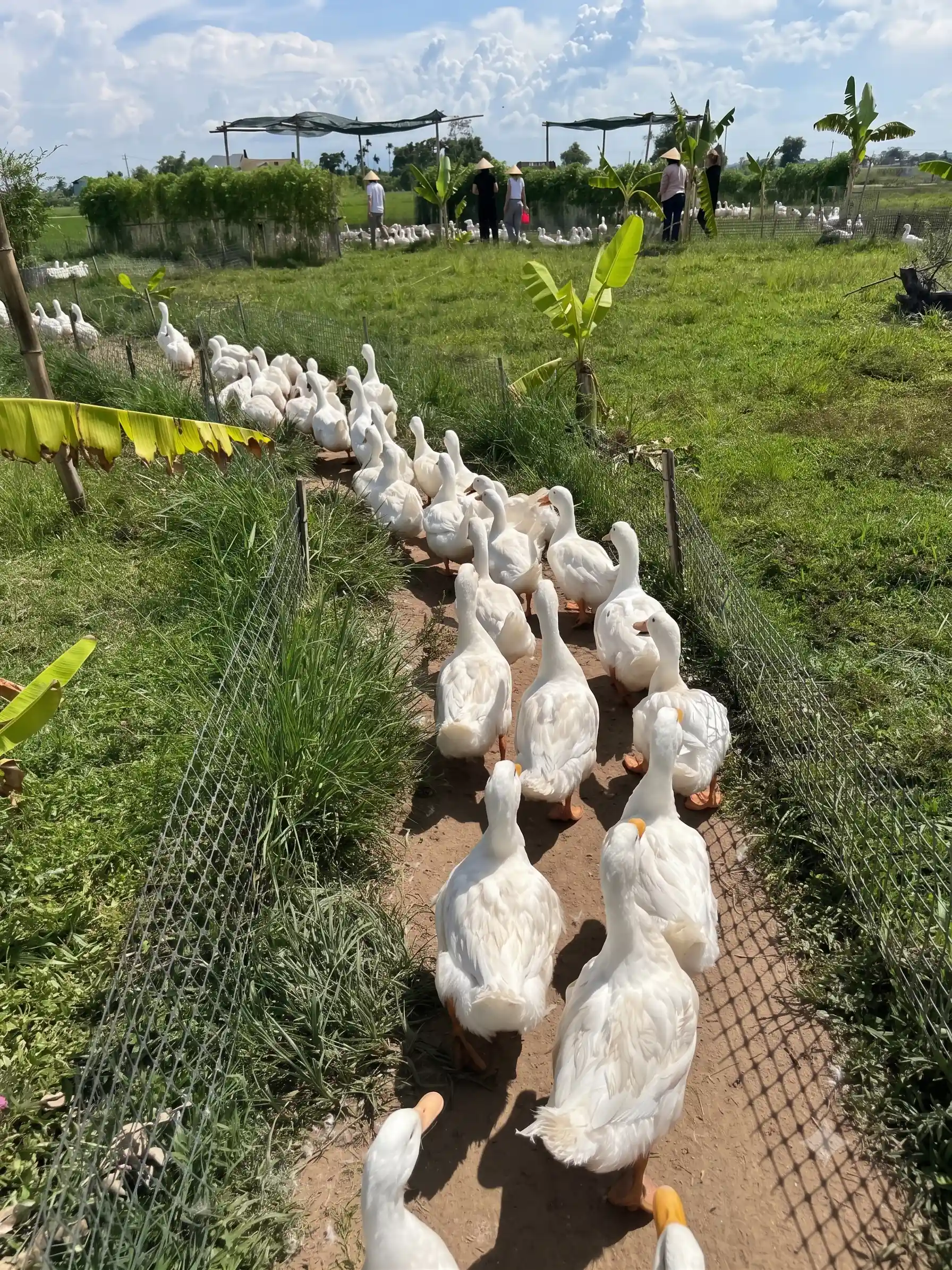 Duck stop Hoi An: Expectation vs. reality - Is it worth it? 4 Duck stop Hoi An