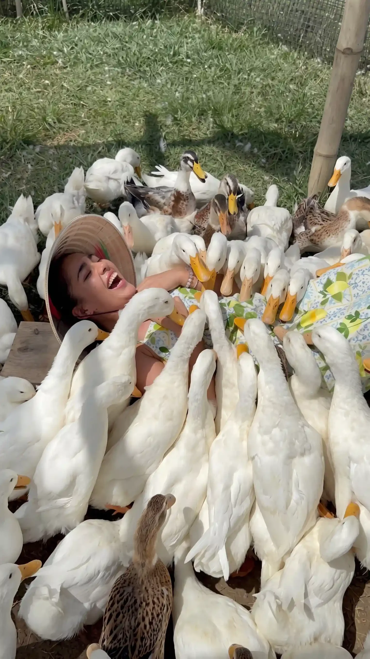 Duck stop Hoi An: Expectation vs. reality - Is it worth it? 9 The Duck Massage Is the Whole Visit hoi an duck stop 12 scaled Vietadvisor