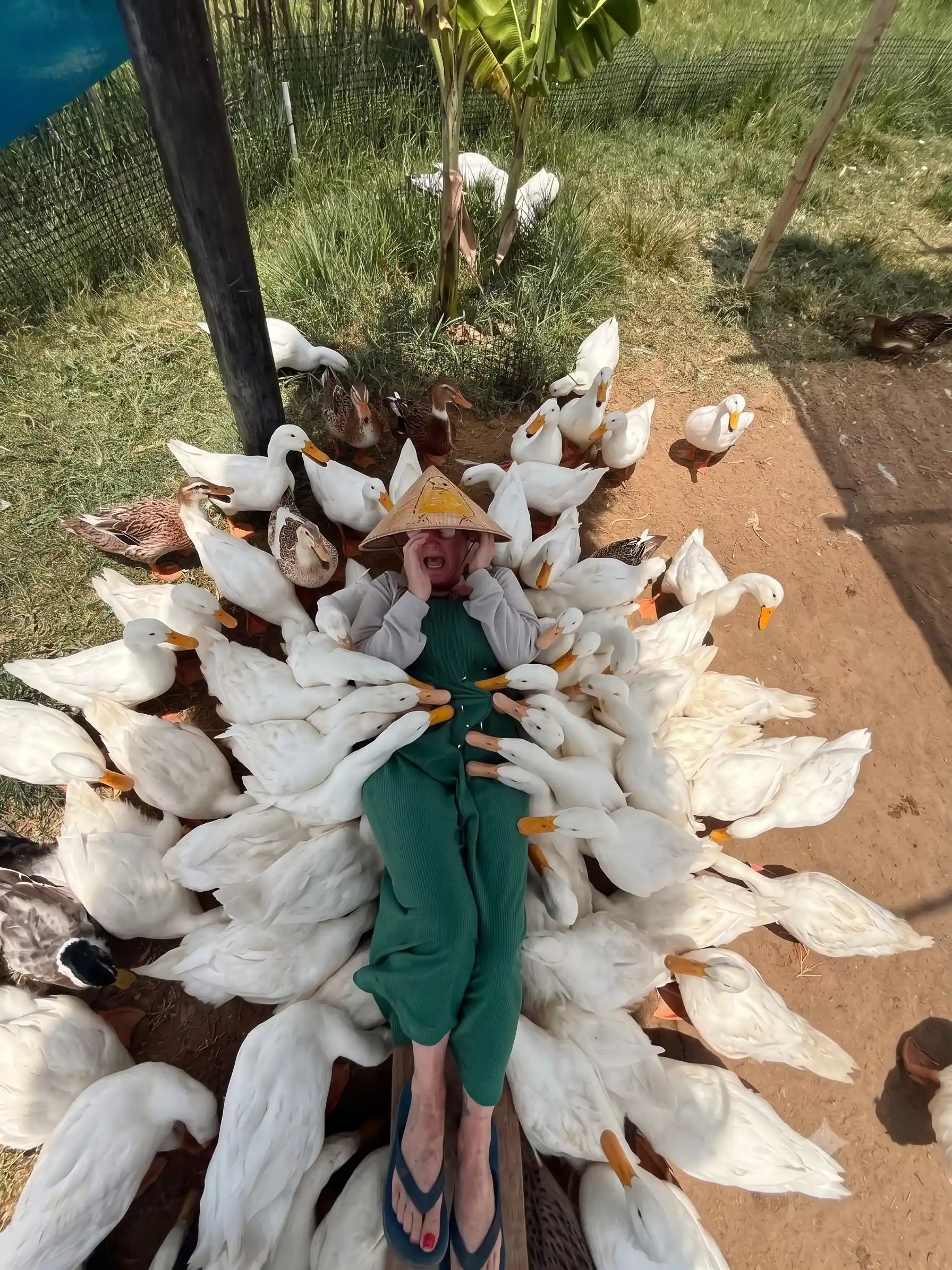 Duck stop Hoi An: Expectation vs. reality - Is it worth it? 8 The Duck Massage Is the Whole Visit hoi an duck stop 13 Vietadvisor