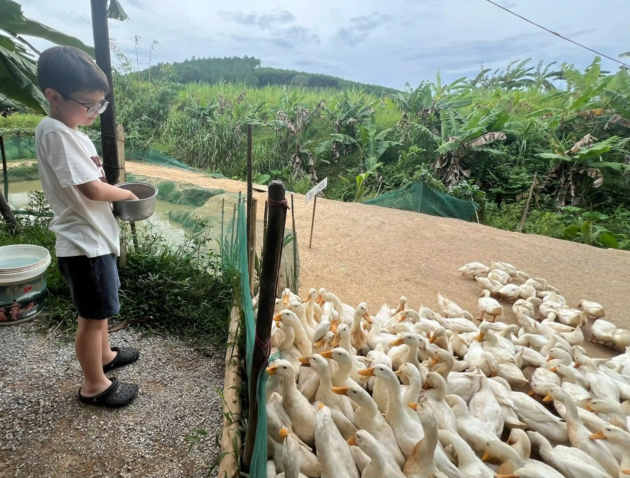 Duck stop Hoi An: Expectation vs. reality - Is it worth it? 14 The Duck Massage Is the Whole Visit hoi an duck stop 14 scaled Vietadvisor