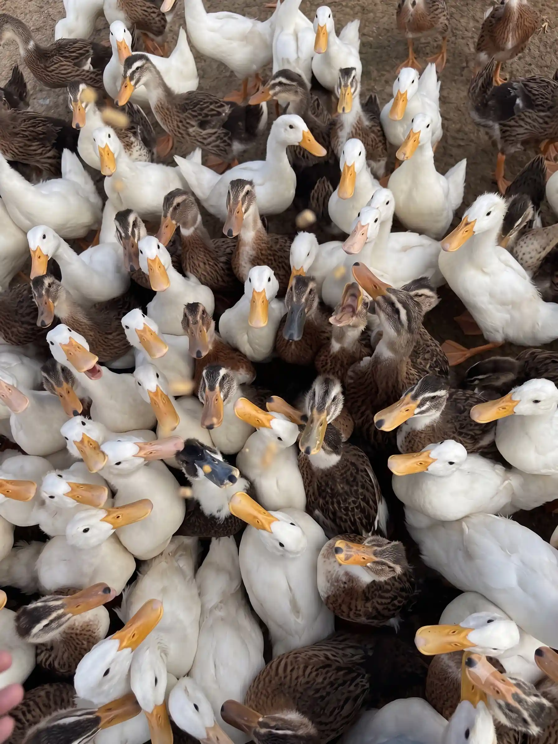 Duck stop Hoi An: Expectation vs. reality - Is it worth it? 2 Duck stop Hoi An