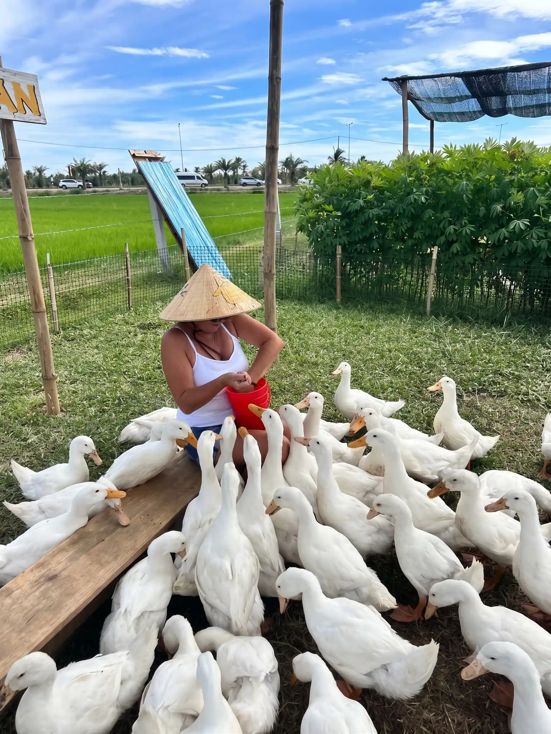 Duck stop Hoi An: Expectation vs. reality - Is it worth it? 3 Duck stop Hoi An