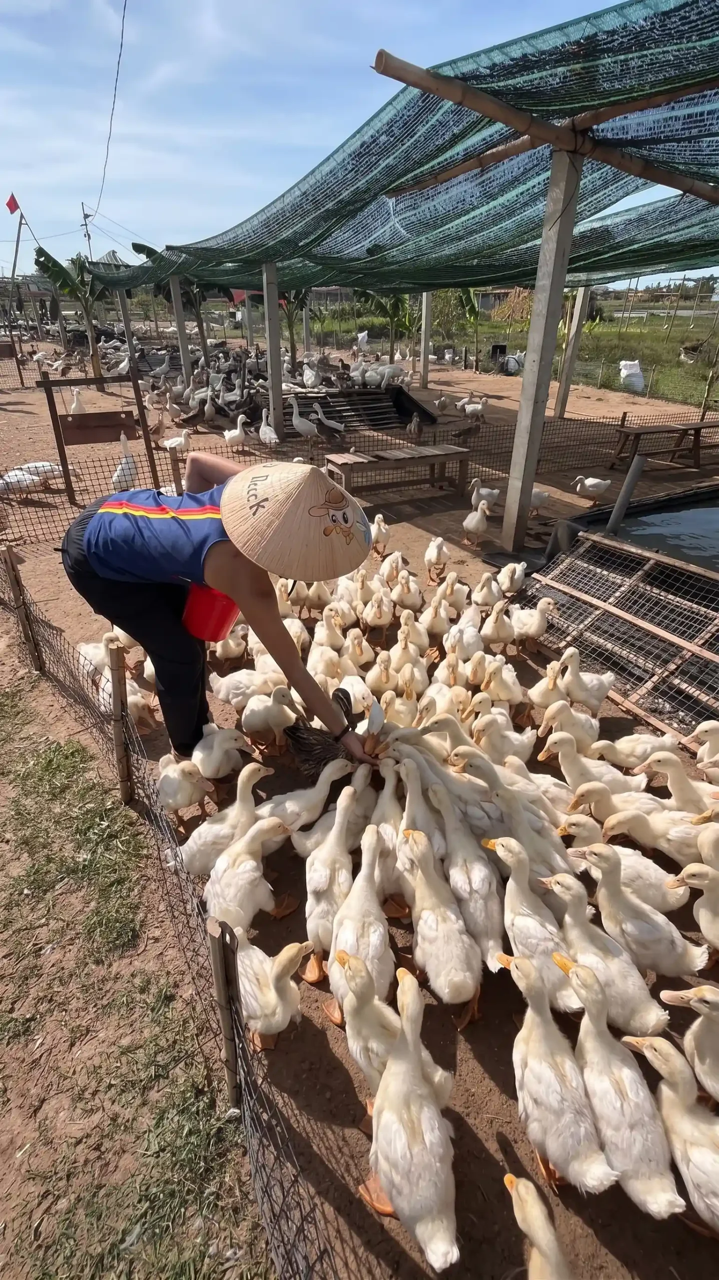 Duck stop Hoi An: Expectation vs. reality - Is it worth it? 13 The Duck Massage Is the Whole Visit hoi an duck stop 6 scaled Vietadvisor
