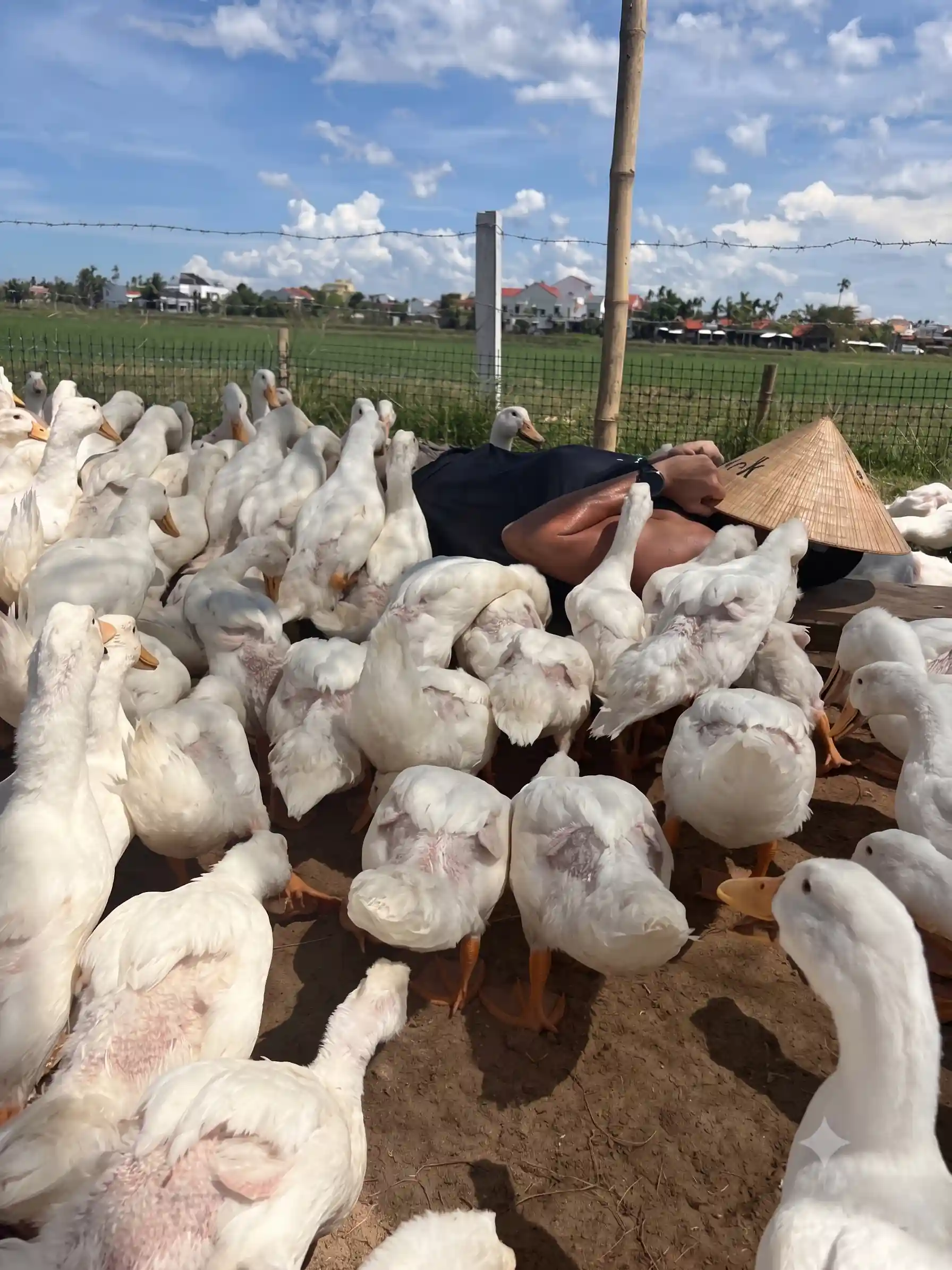 Duck stop Hoi An: Expectation vs. reality - Is it worth it? 11 The Duck Massage Is the Whole Visit hoi an duck stop 8 Vietadvisor