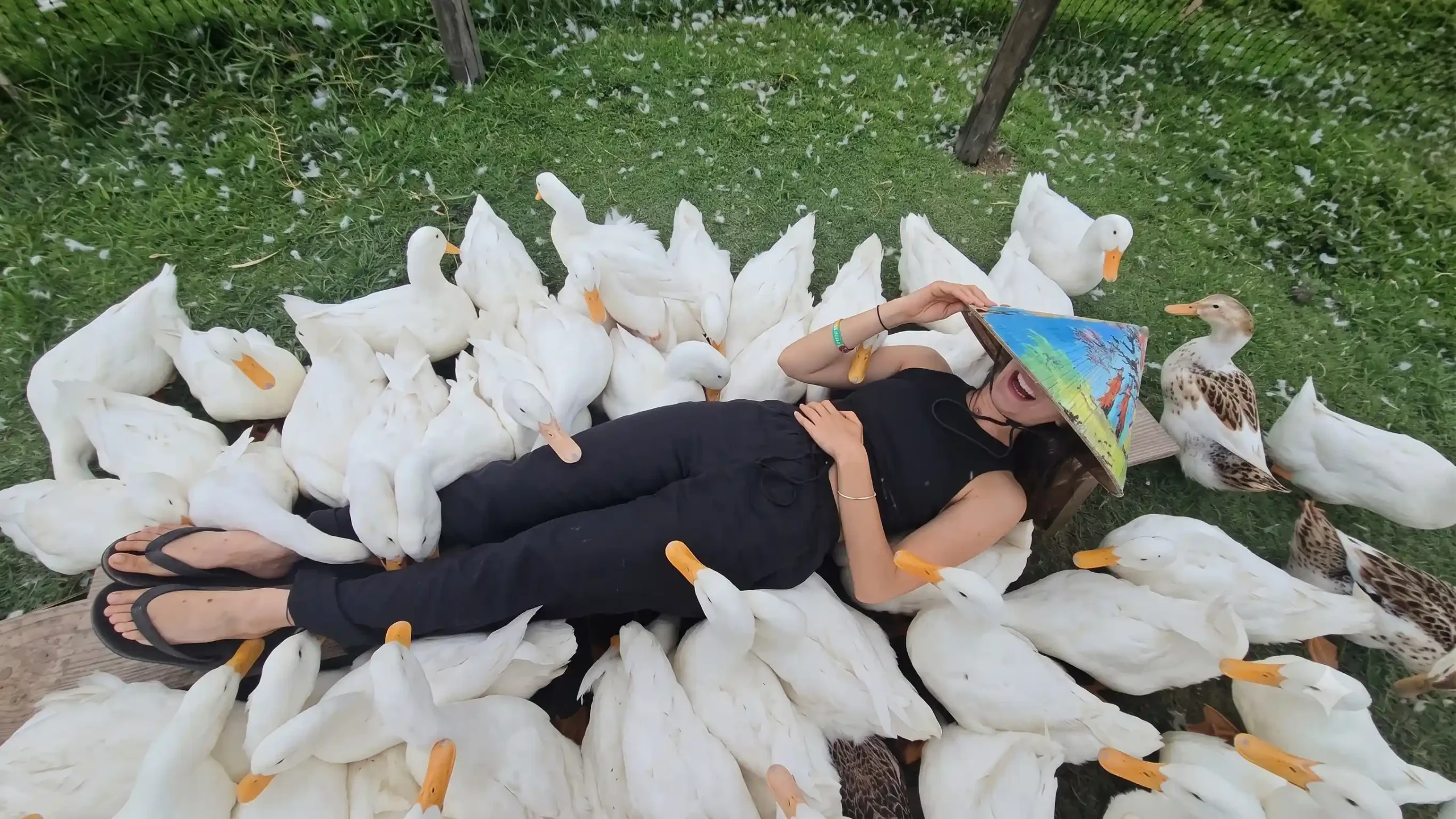Duck stop Hoi An: Expectation vs. reality - Is it worth it? 10 The Duck Massage Is the Whole Visit hoi an duck stop 9 scaled Vietadvisor