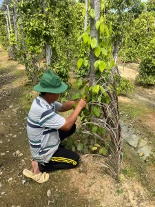 Hai Dương pepper farm 2