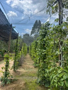Hai Dương pepper farm 3