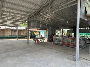 Hai Dương pepper farm