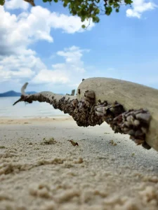 Starfish at Sao Beach 3